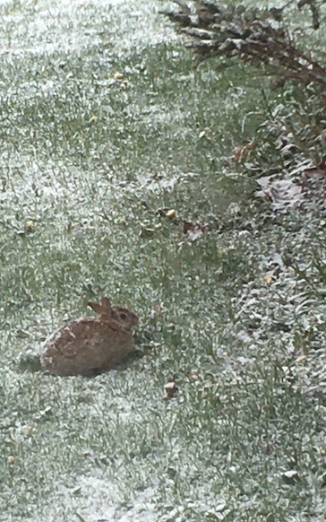 bunny rabbit in the spring snow.jpg