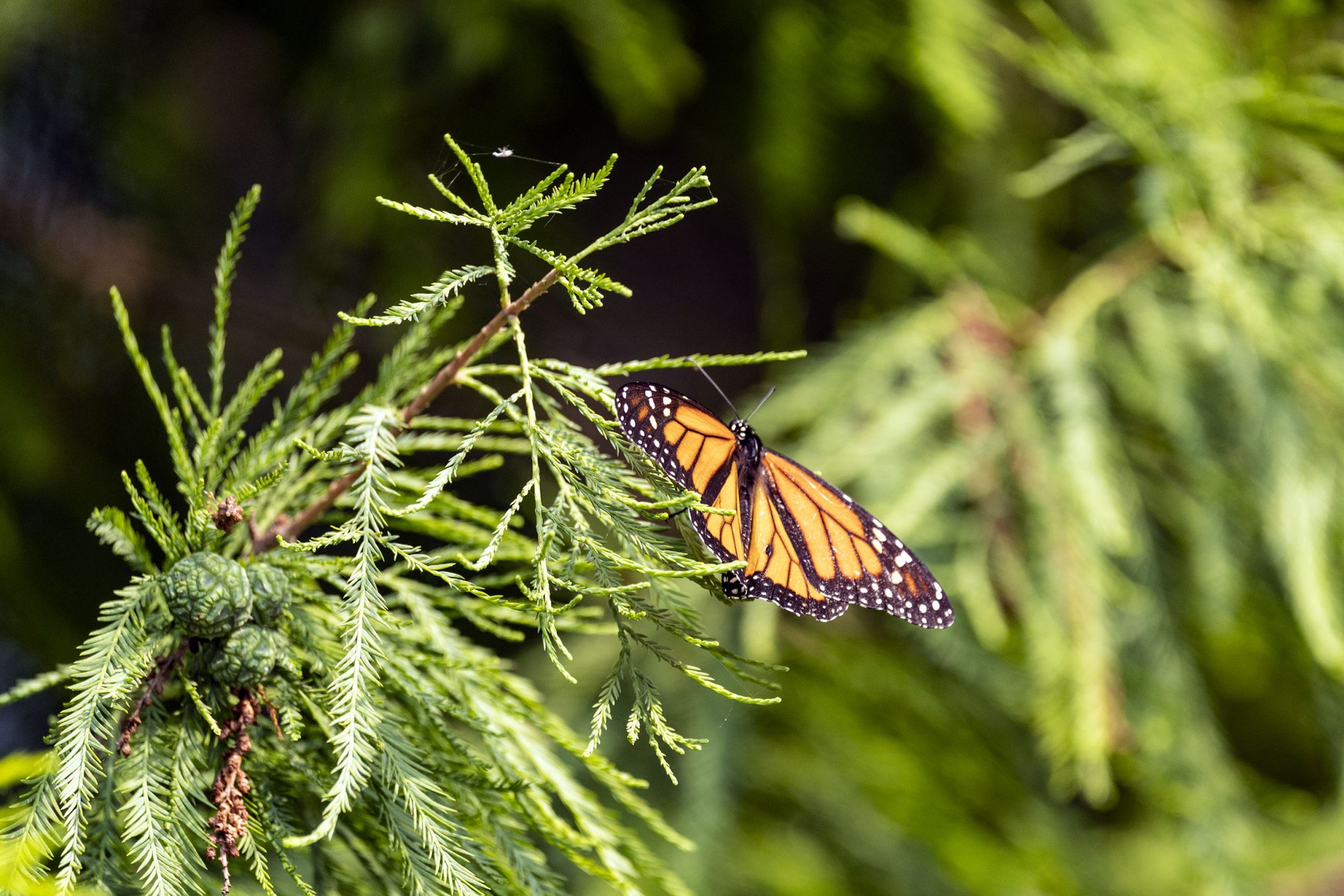 Butterfly-2500px.jpg