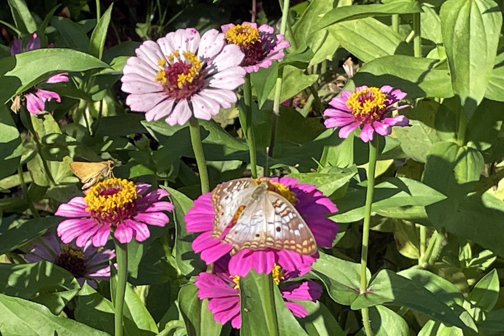 Butterfly Dahlia-2500.jpg