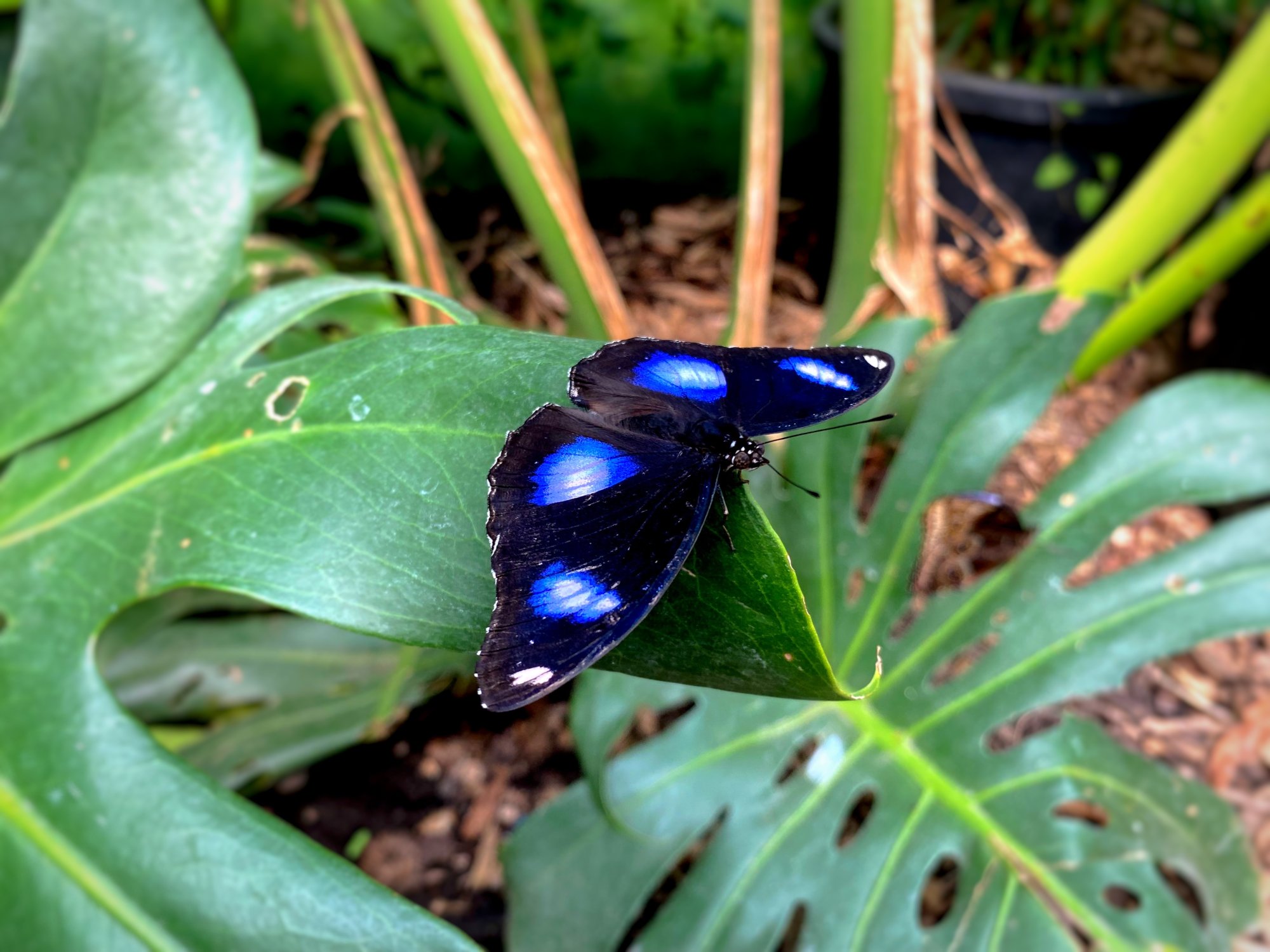 BUTTERFLY GARDENS AT MIDDLETON COMMON FARM - 07.04.23_19.jpg