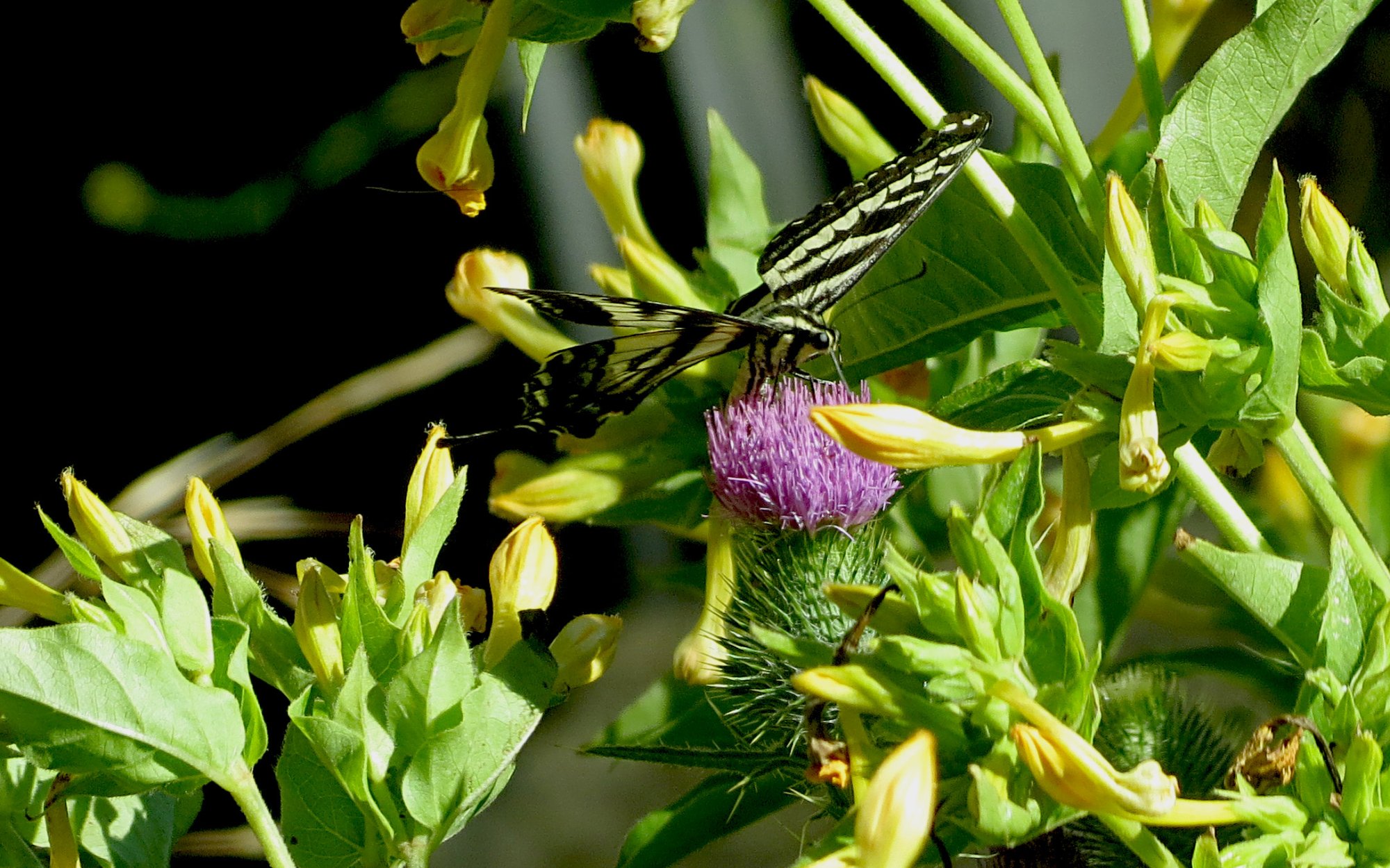 butterfly on thistle sx40 .jpg