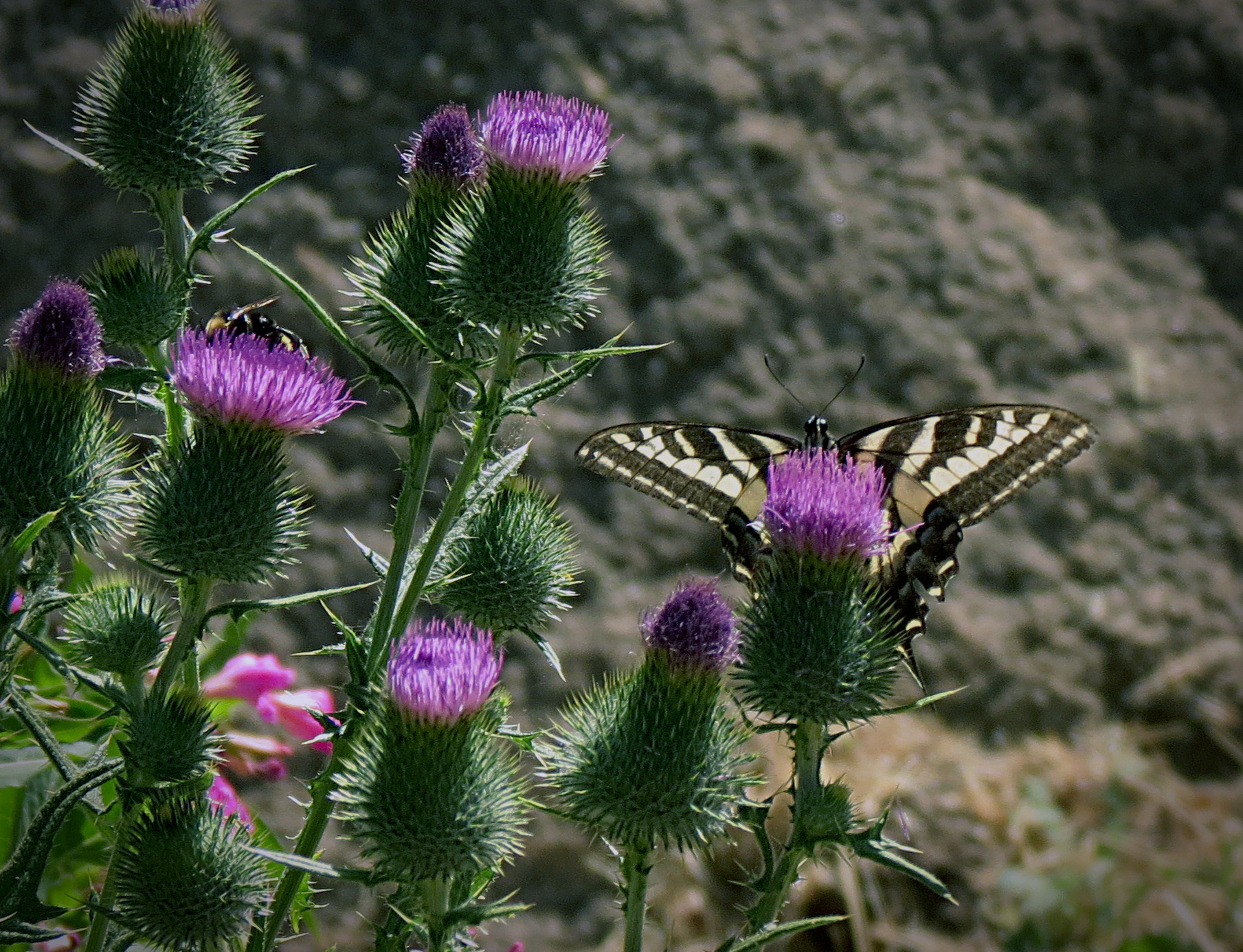 butterfly thistle sx40 7.2.22x.jpg