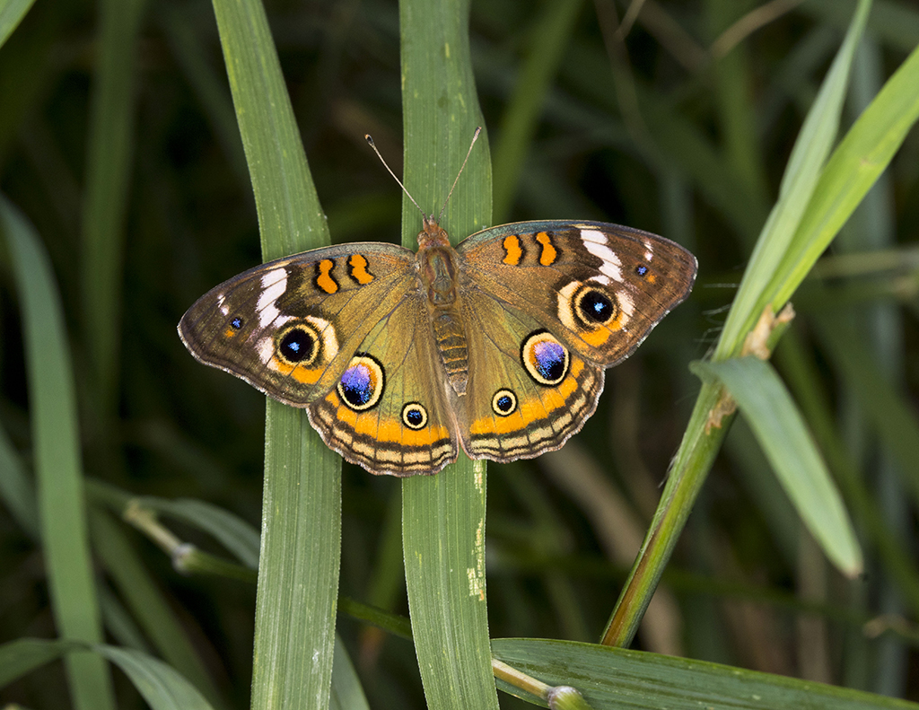 butterfly11024.jpg