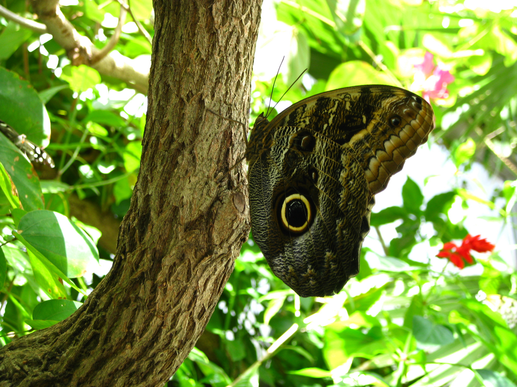 butterfly_gardens2.jpeg