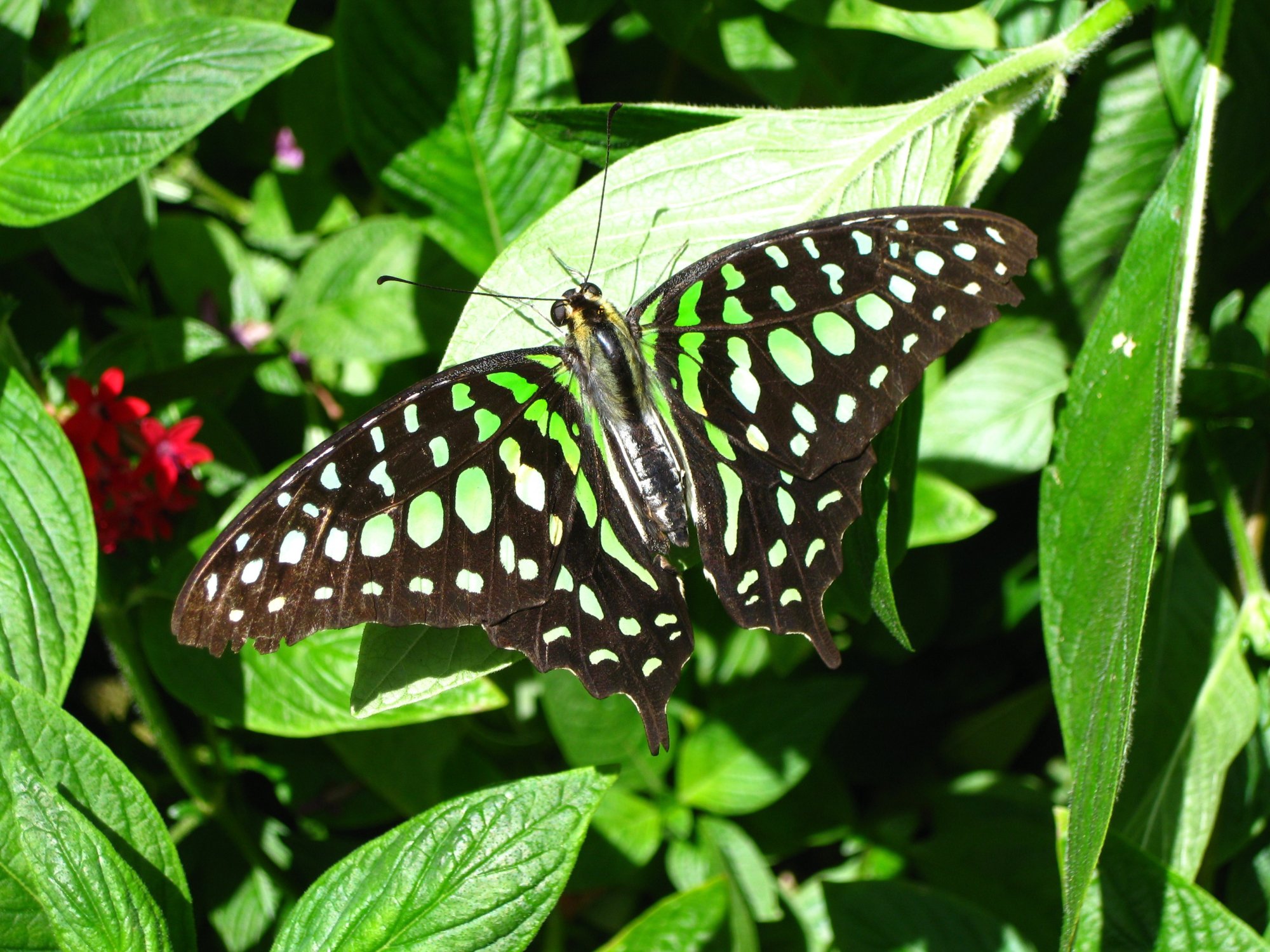 butterfly_gardens3.jpg