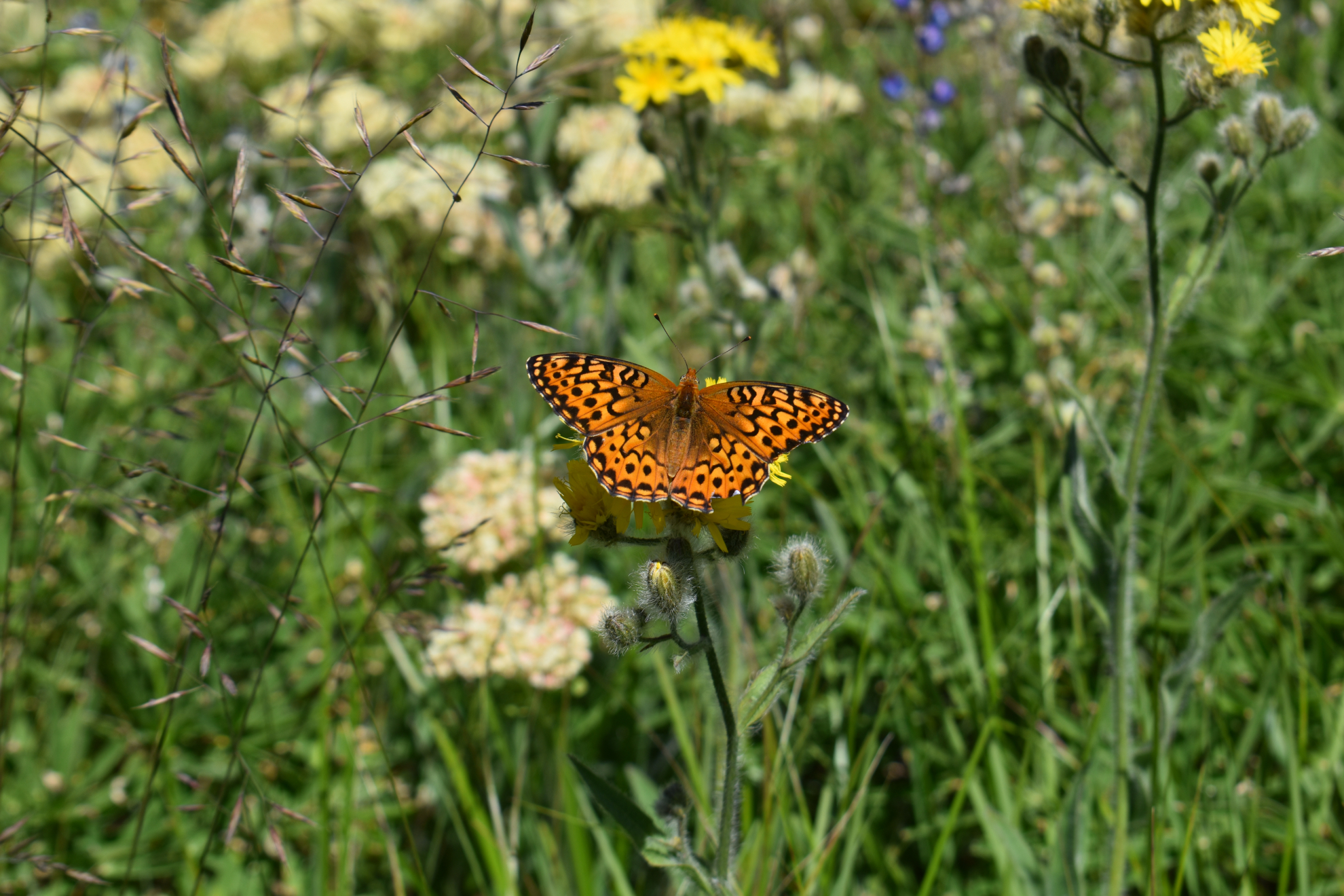 Butterfly_Horse_Mtn_WA.jpeg