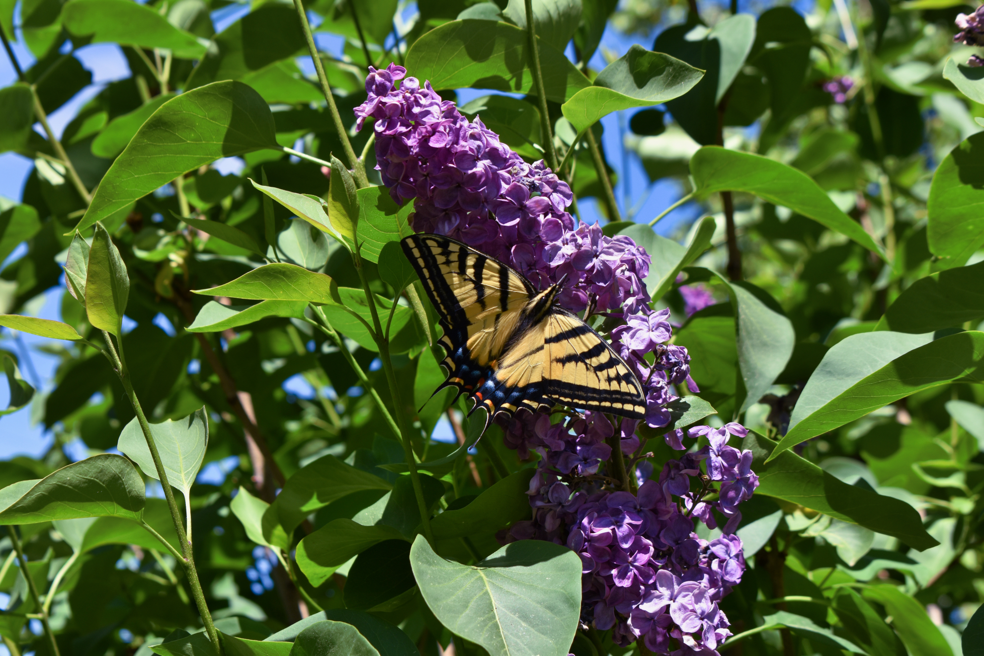 Butterfly_on_Lilac_bloom-05262021.jpeg