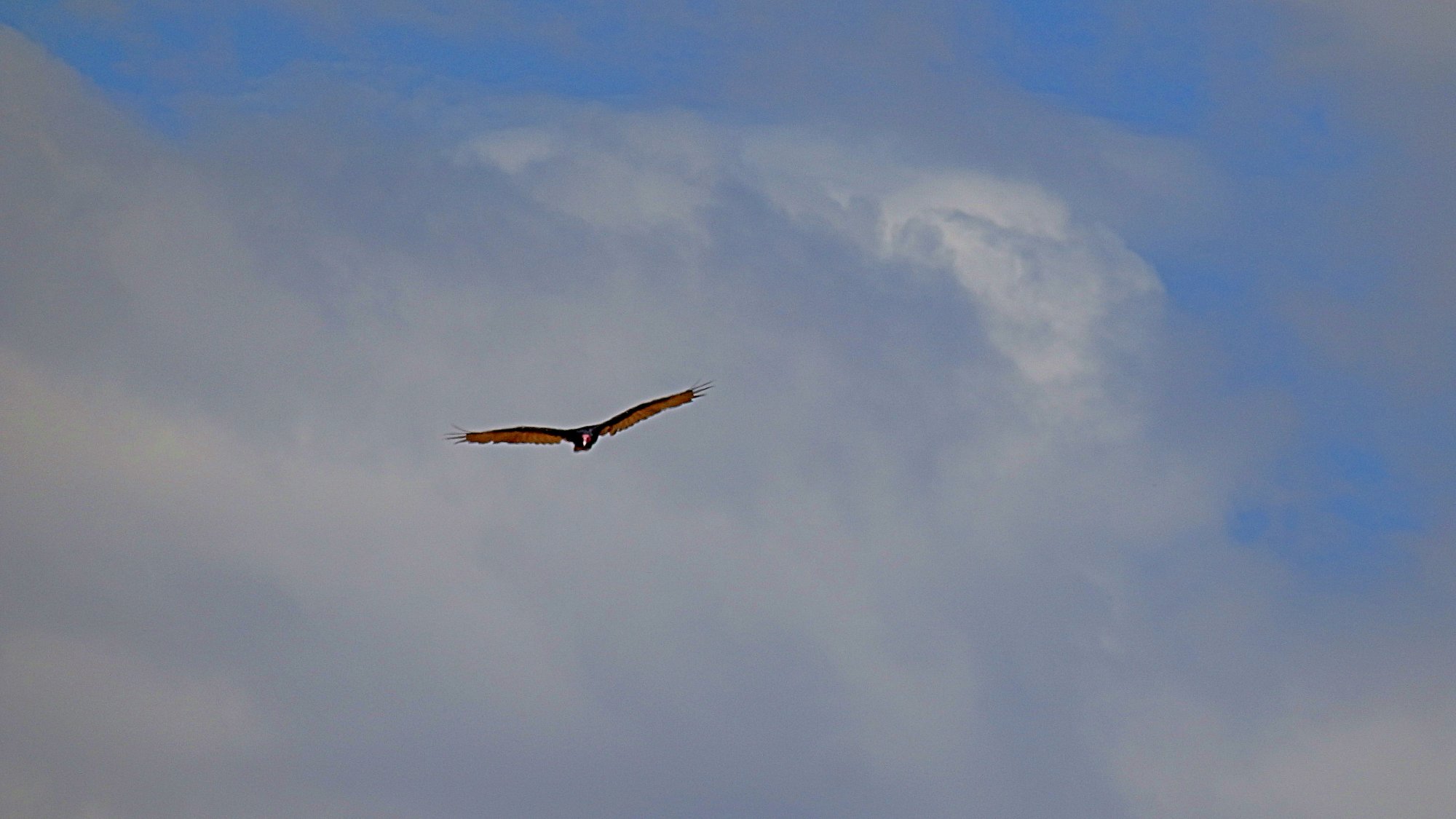 buzzard soaring 2 7.9.22 x.jpg