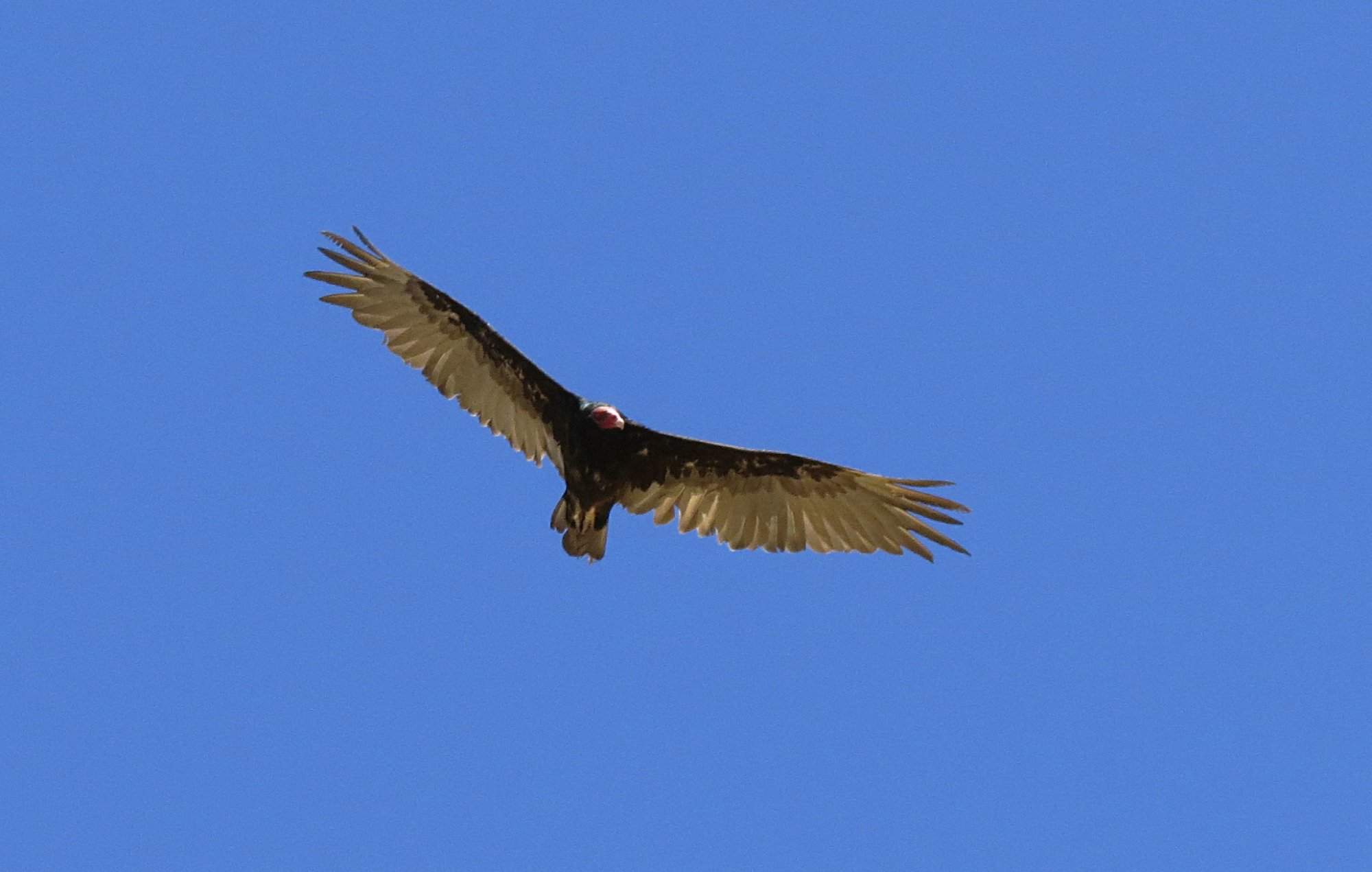 buzzard soaring 7 7.11.22.jpg