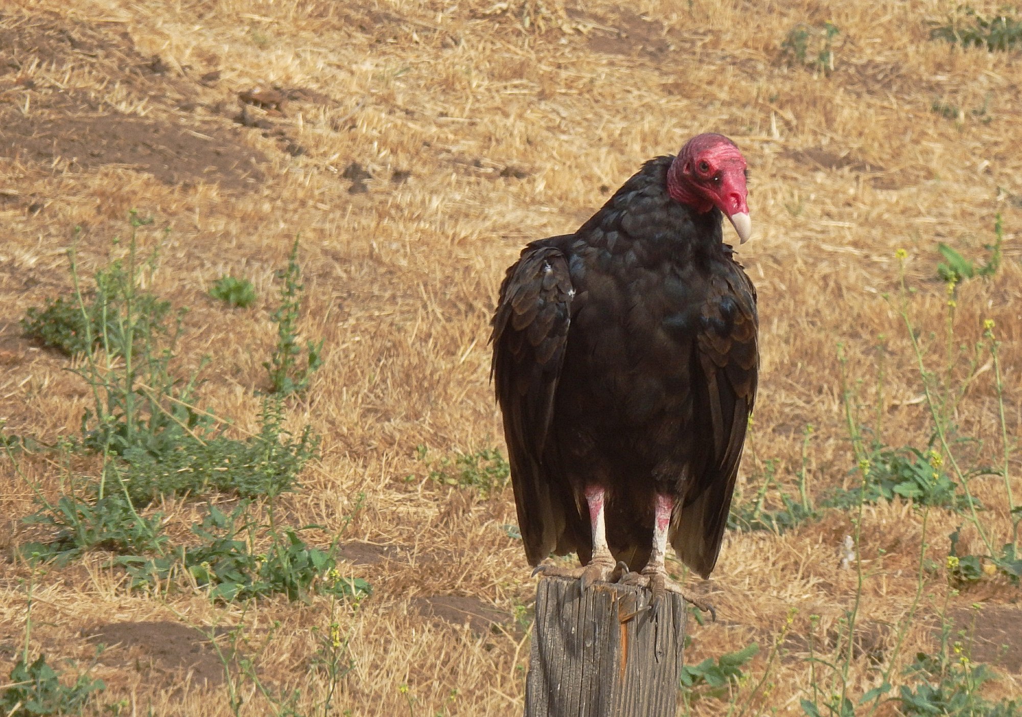 buzzards on post in side yardx.jpg