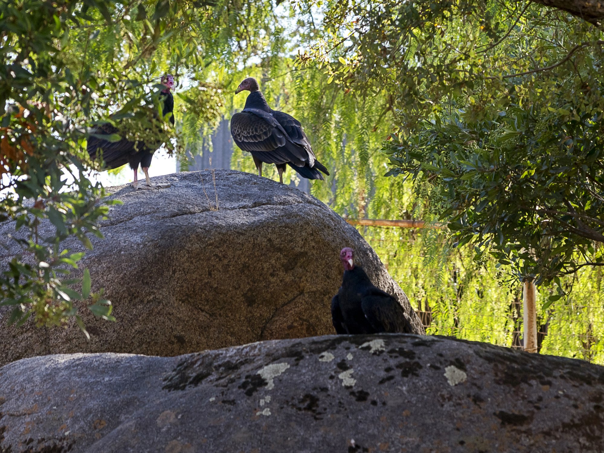 buzzards on rocks 1437 9.8.22 x.jpg