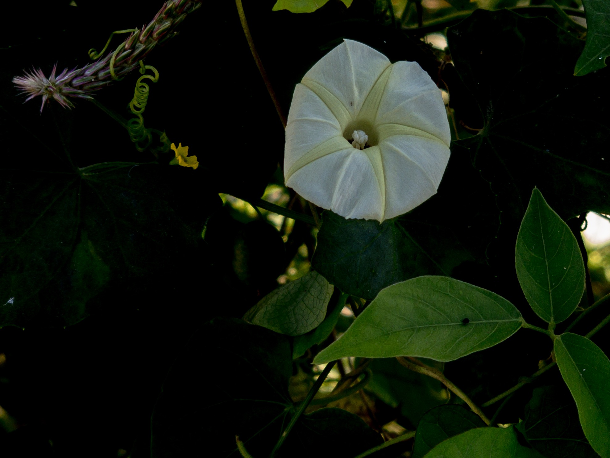 C5B7305F-8218-4707-9B55-C68DA4EC43D8.jpeg