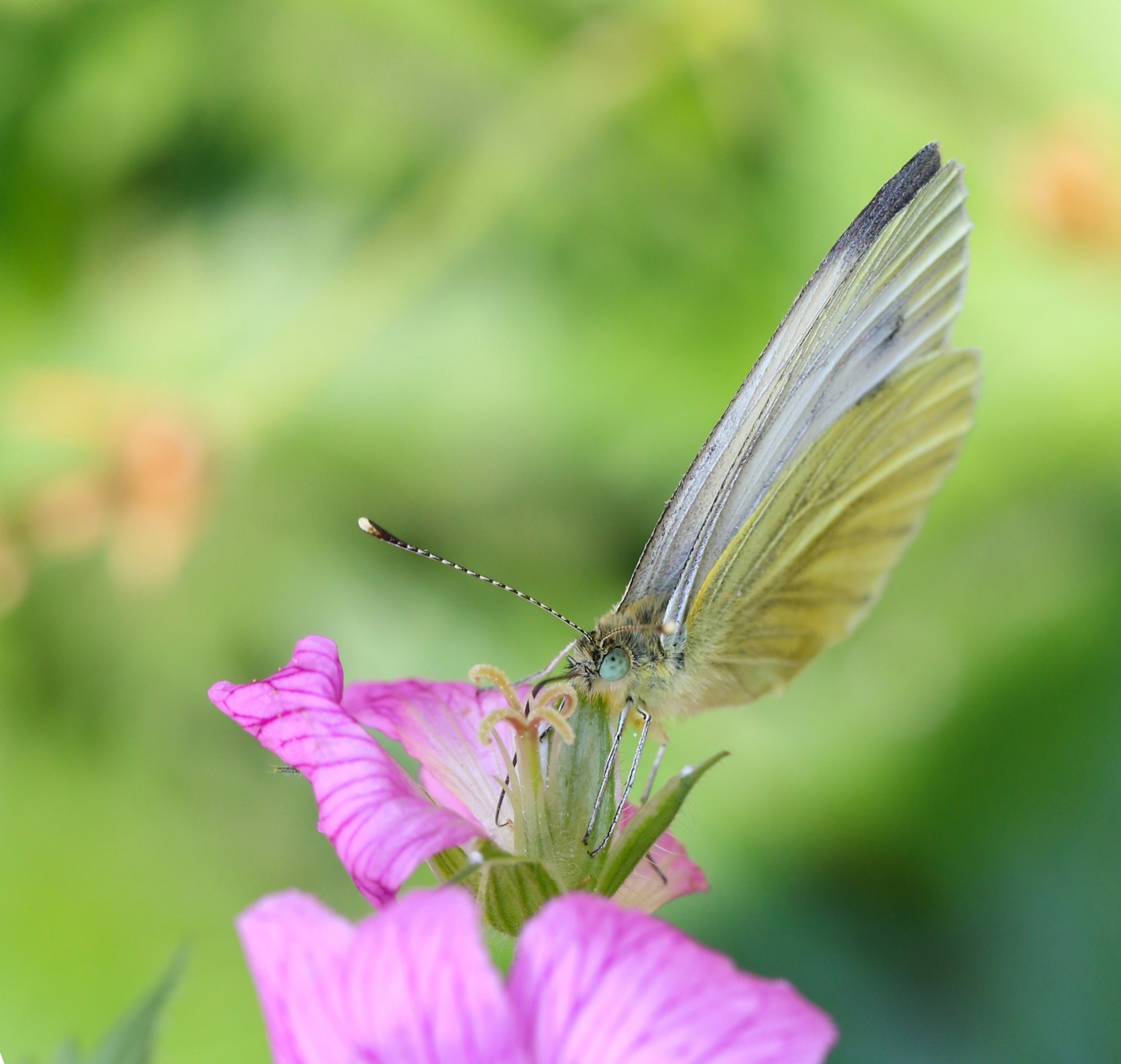 Cabbage white Gernaium.jpg