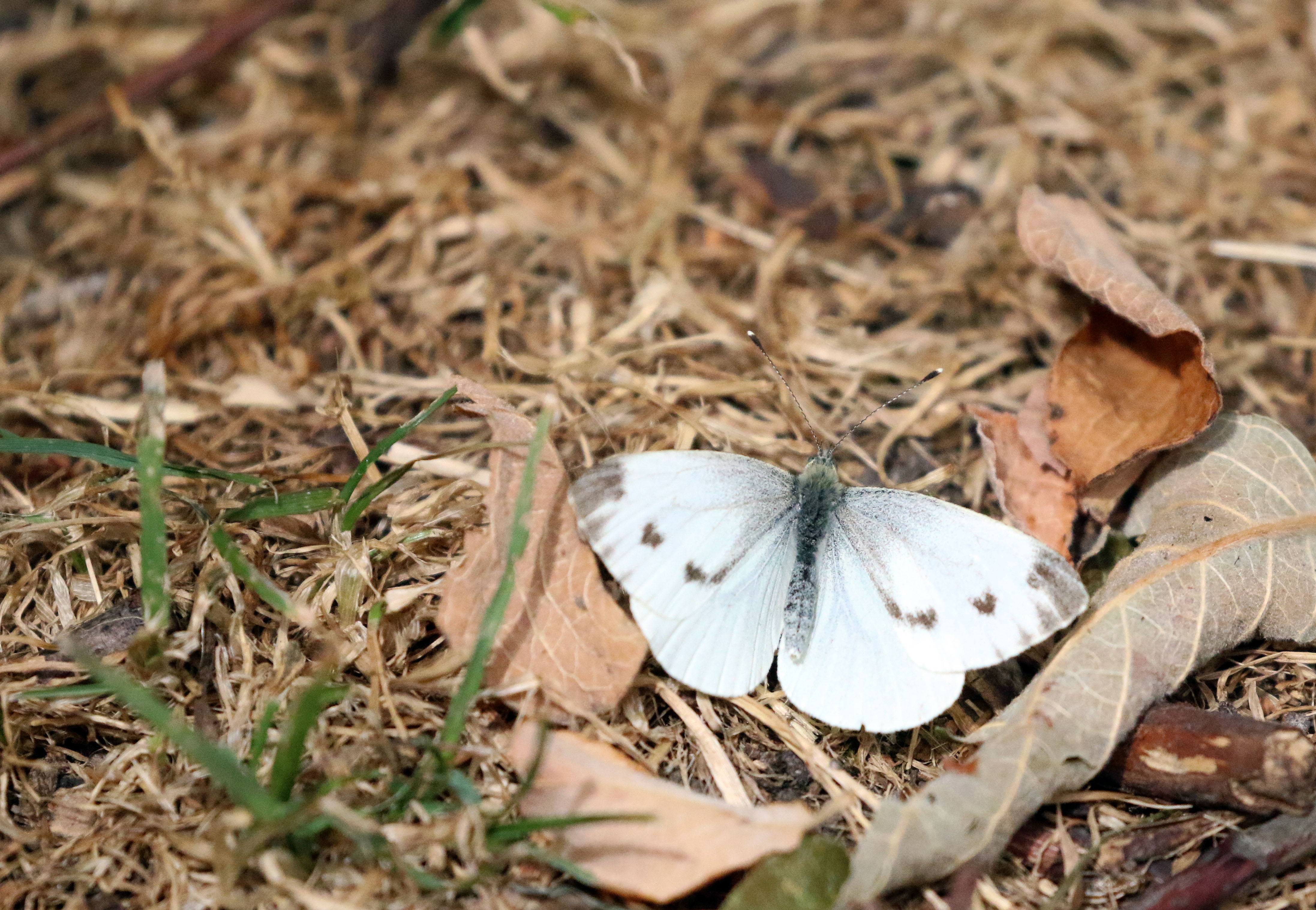 cabbage white on the ground.jpg