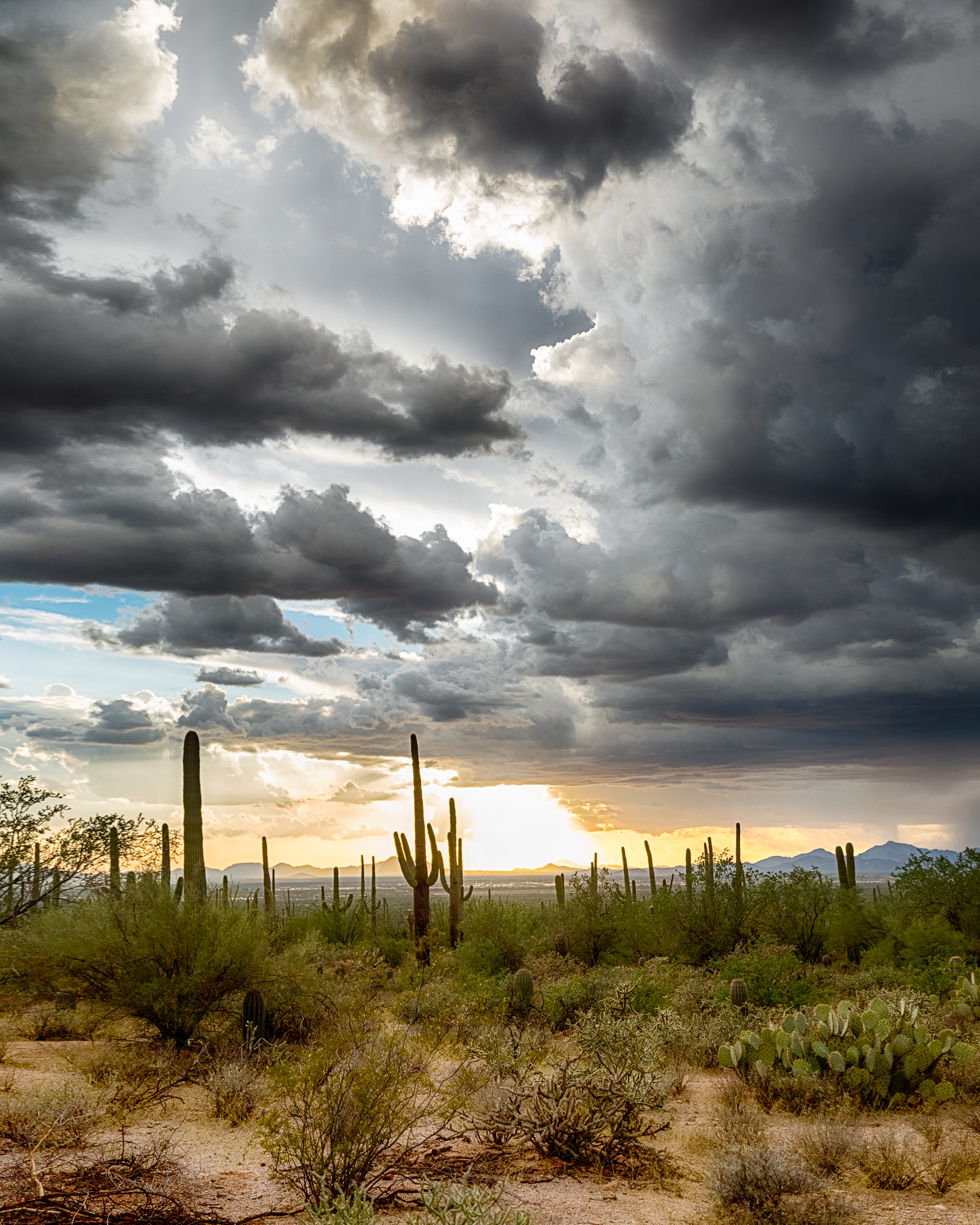 Cactus-1-5.jpg