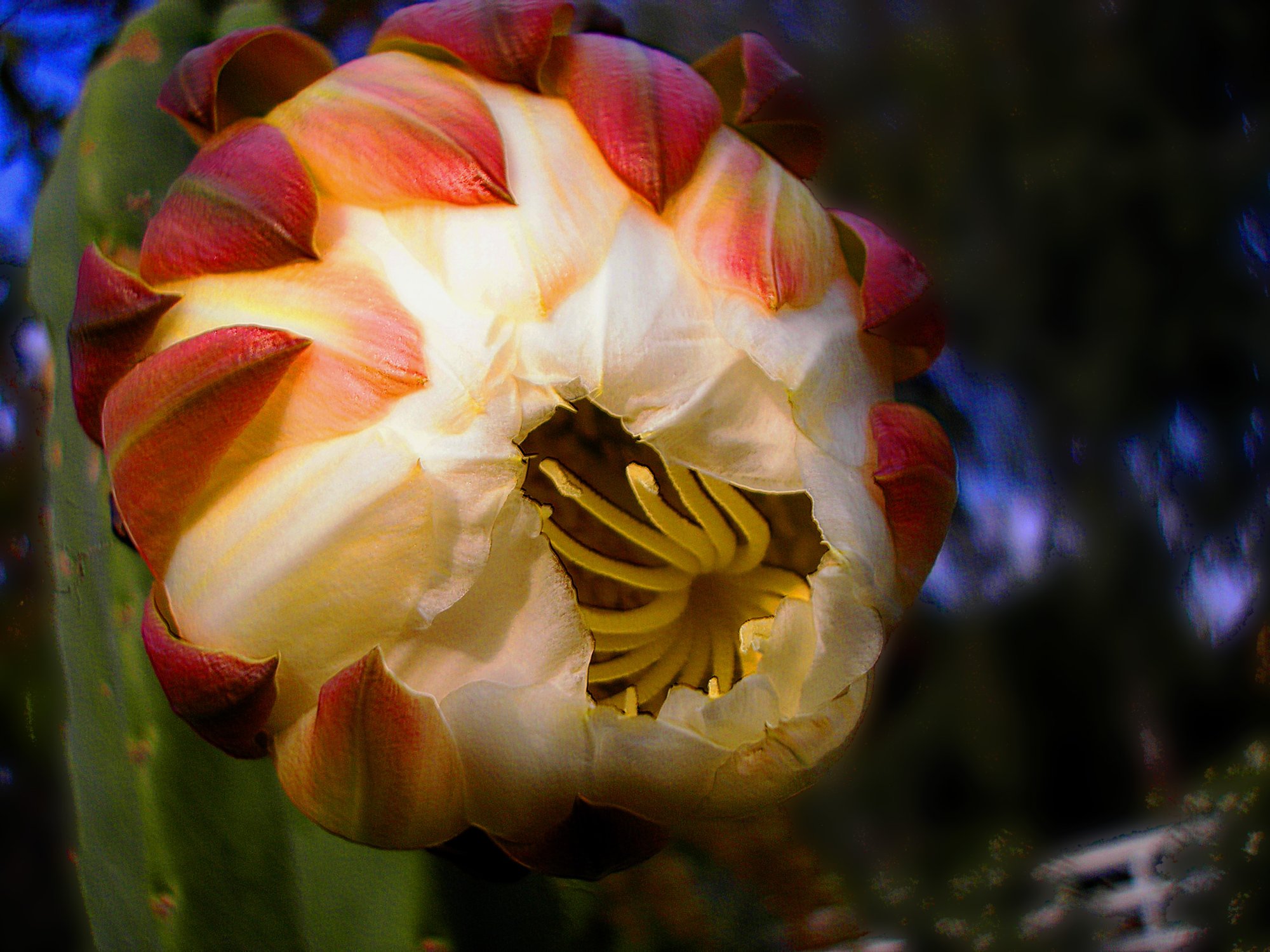 cactus flower E.jpg