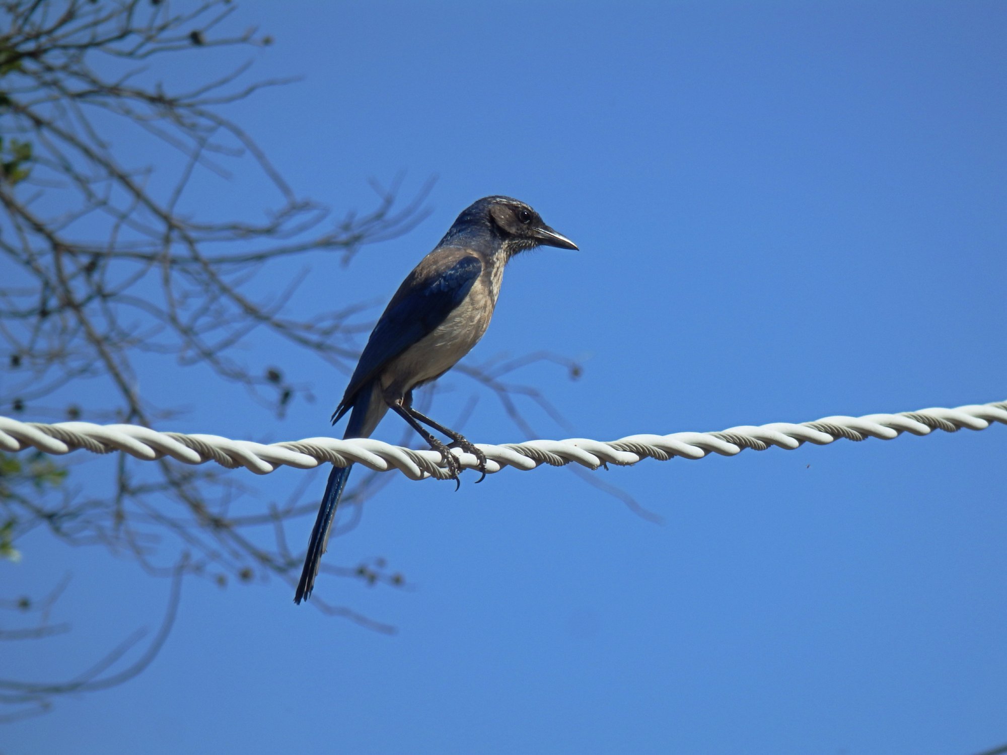 California scrubjay on power line x.jpg