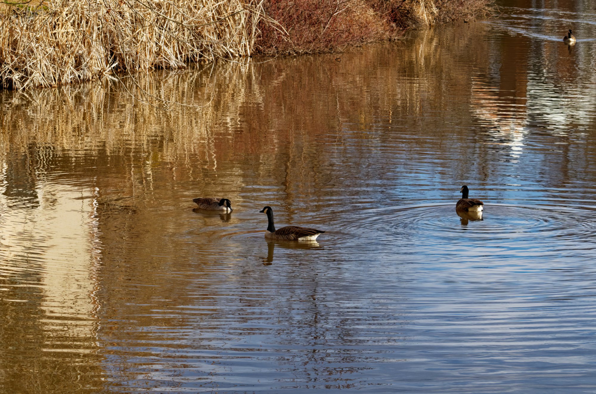 Calm Corner of the Lake.jpeg