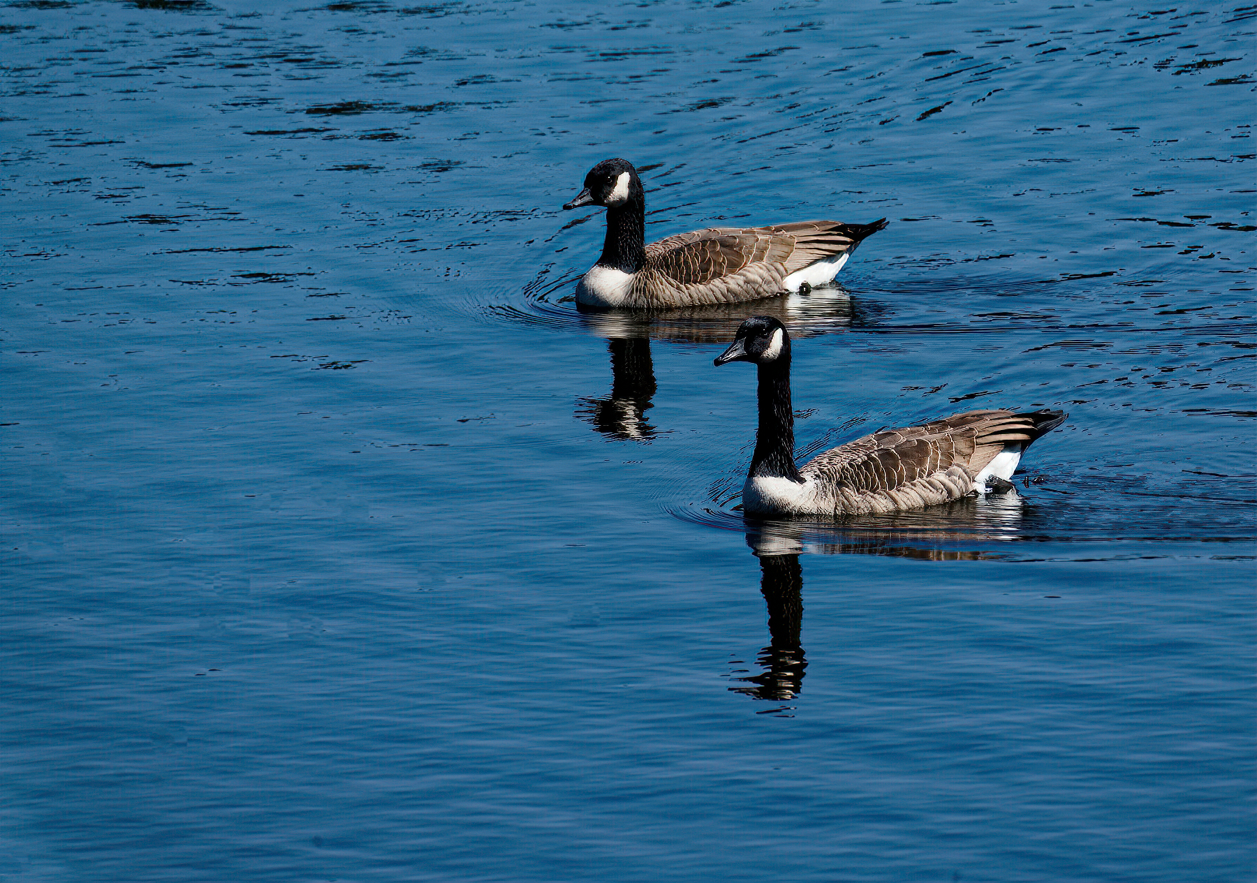 Canada Geese Back on the Lake.jpeg