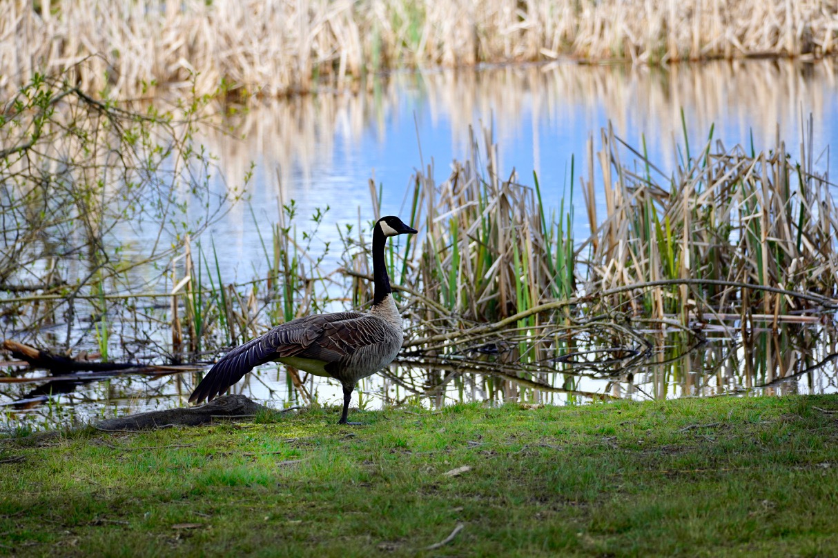 Canada Goose.jpg