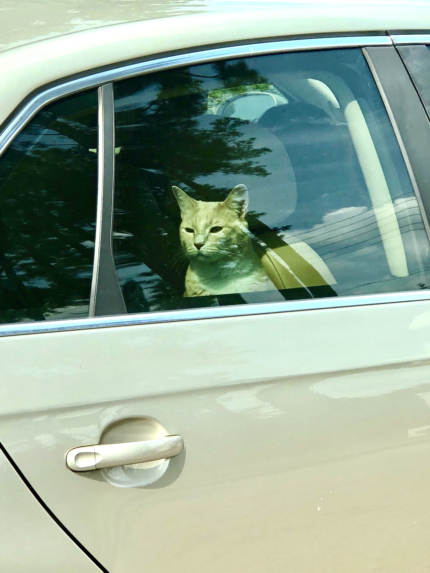 Car Cat.jpg