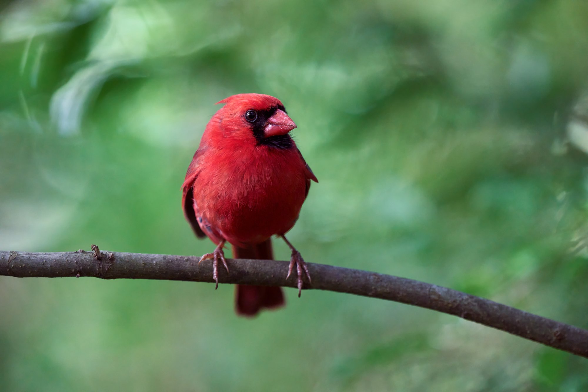 cardinal-0016-24-07-01.jpg