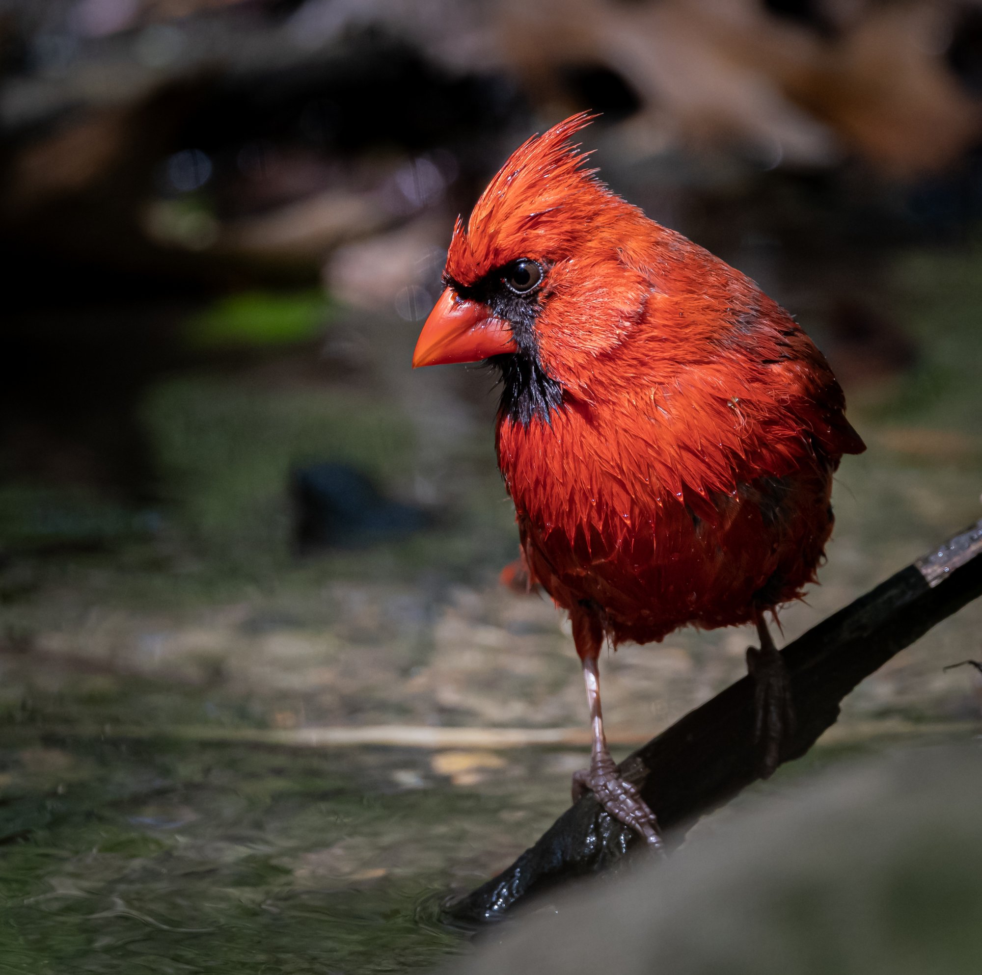 cardinal_5-10-2020.jpg