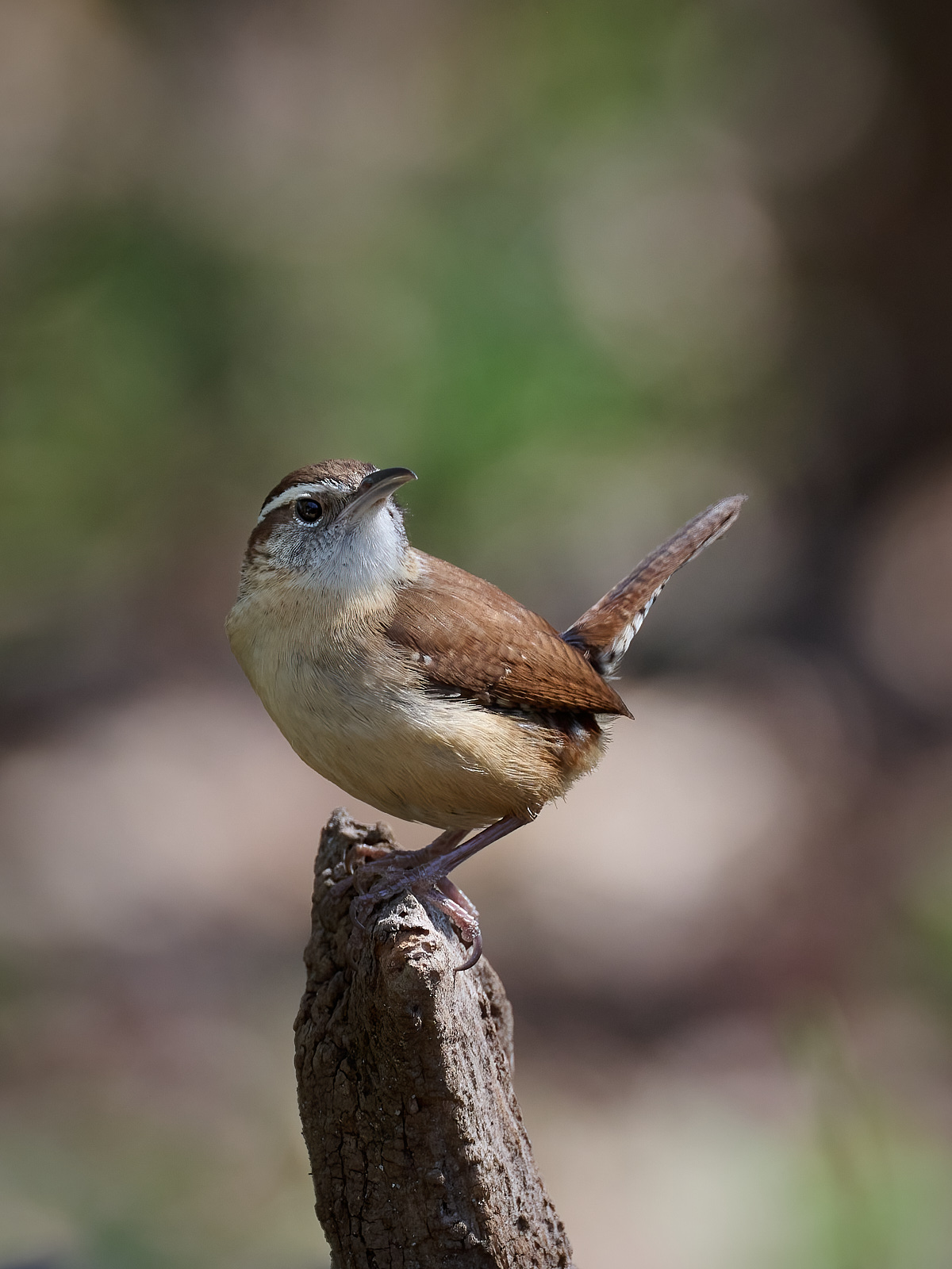 Carolina Wren  3.jpg