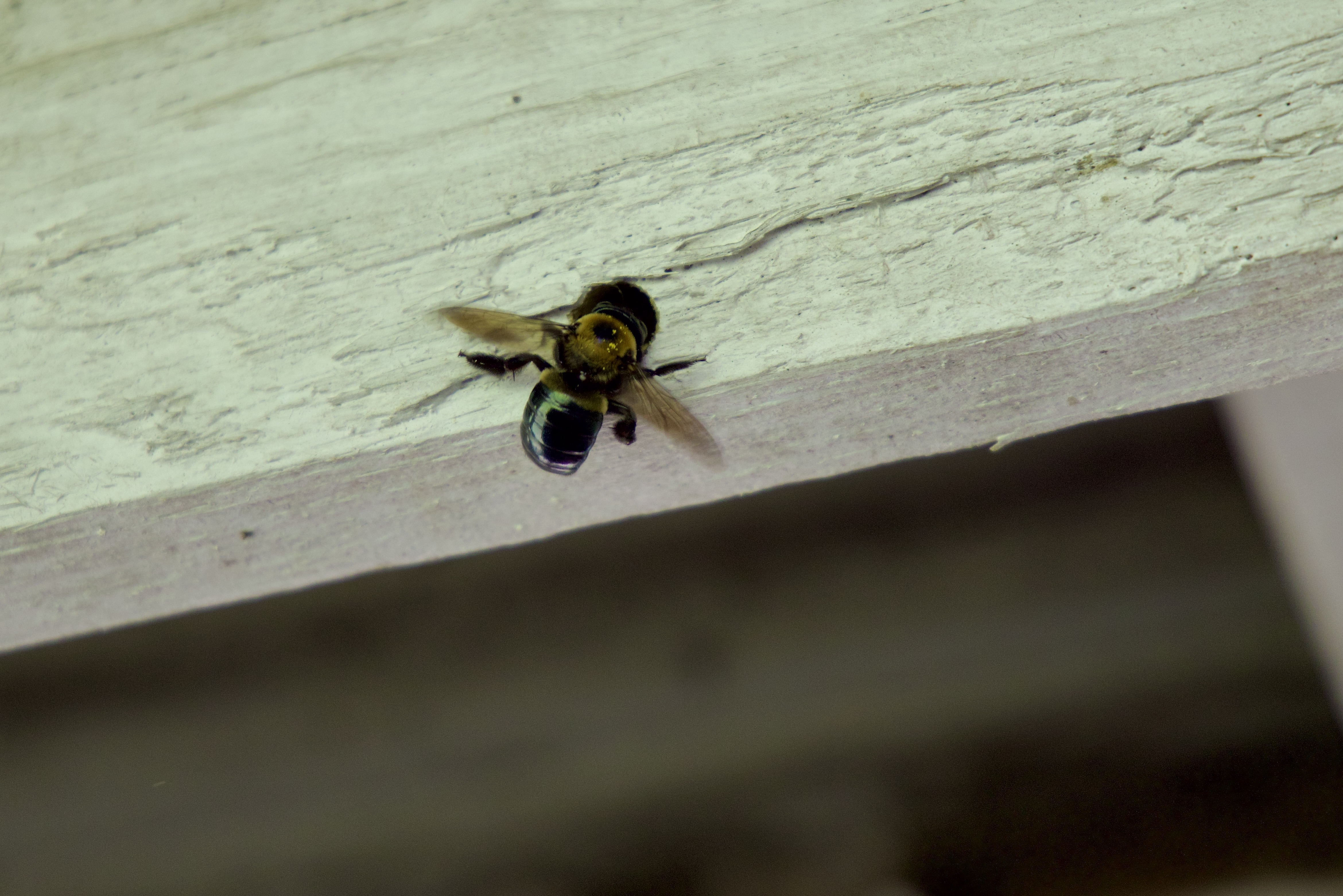 CarpenterBee.jpeg