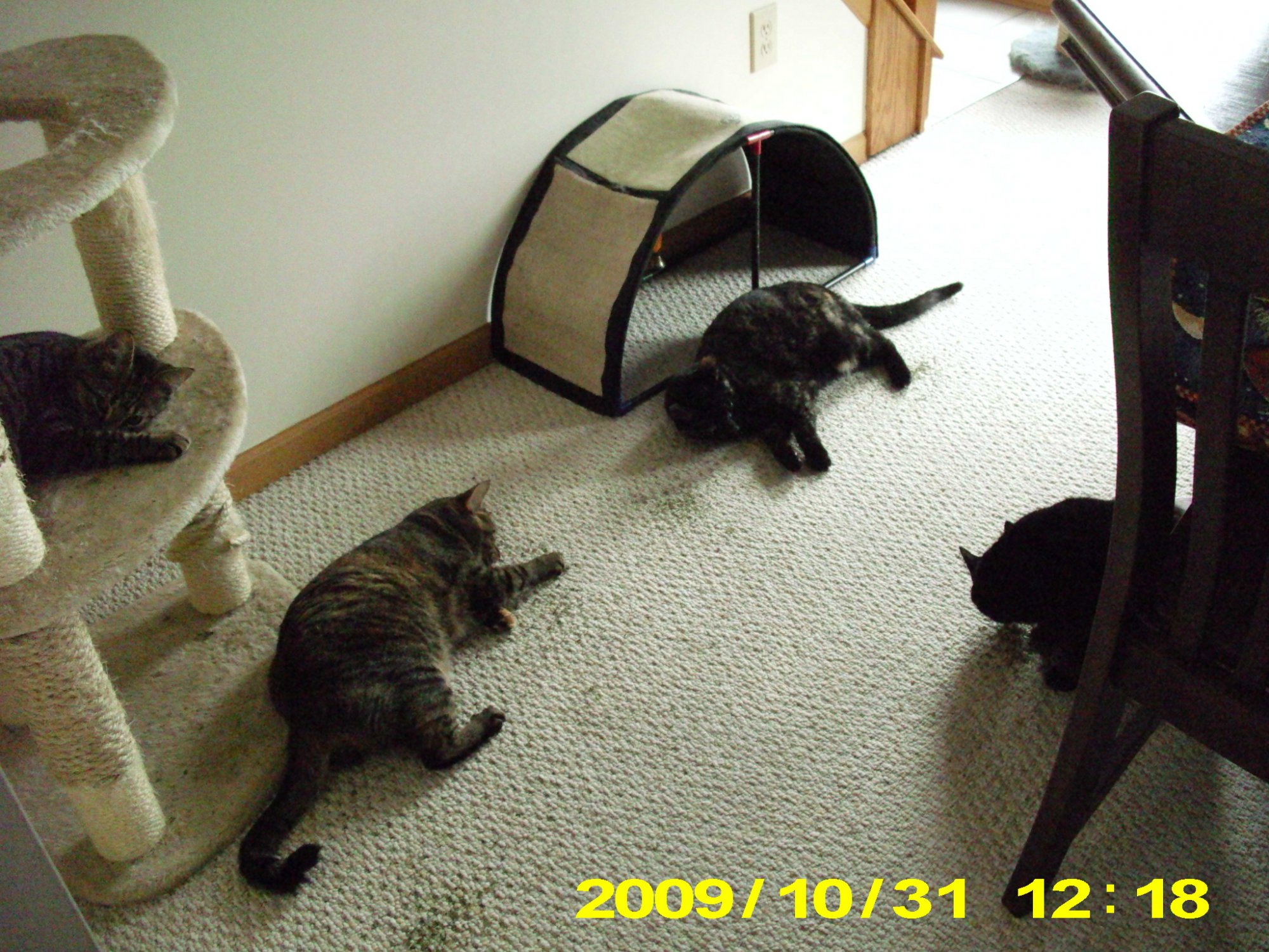 Cat nip feeding frenzy.jpg