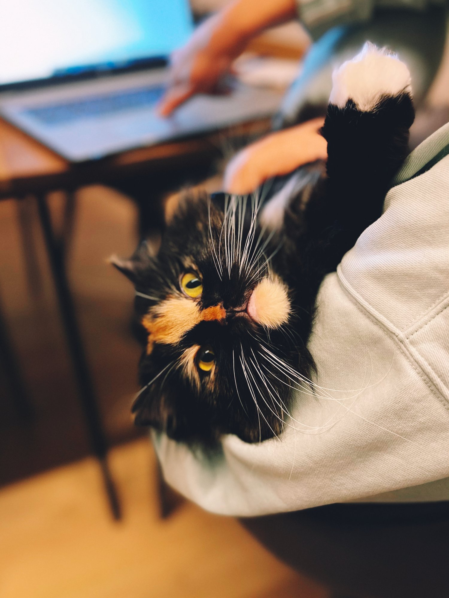 CATchiukas.jpg