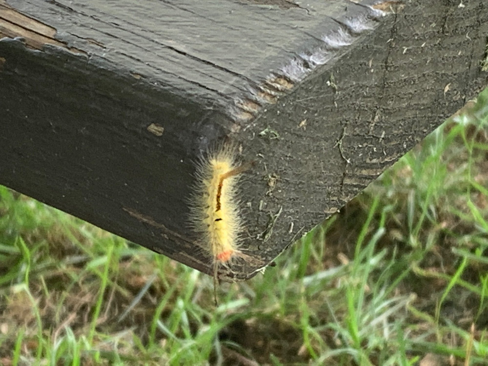 Caterpillar on park bench 3.jpeg