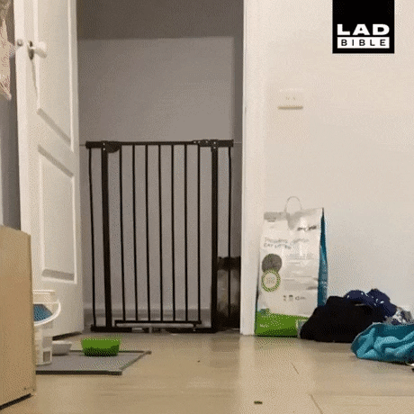 catjump_3.gif
