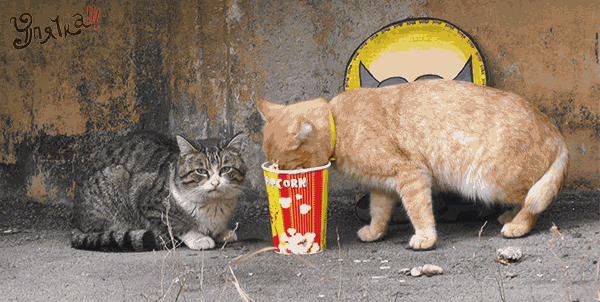 catPop.gif