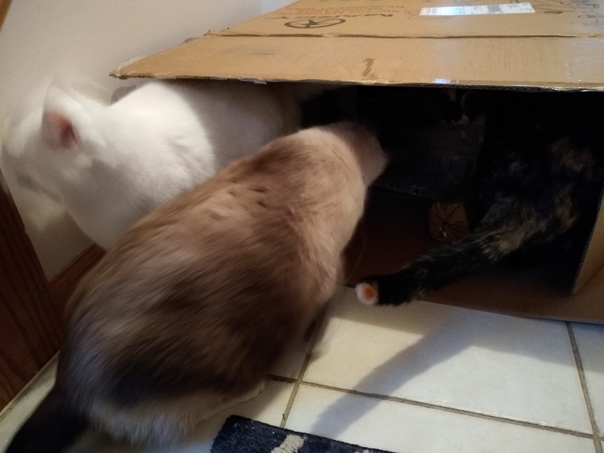 Cats exploring big box.jpg