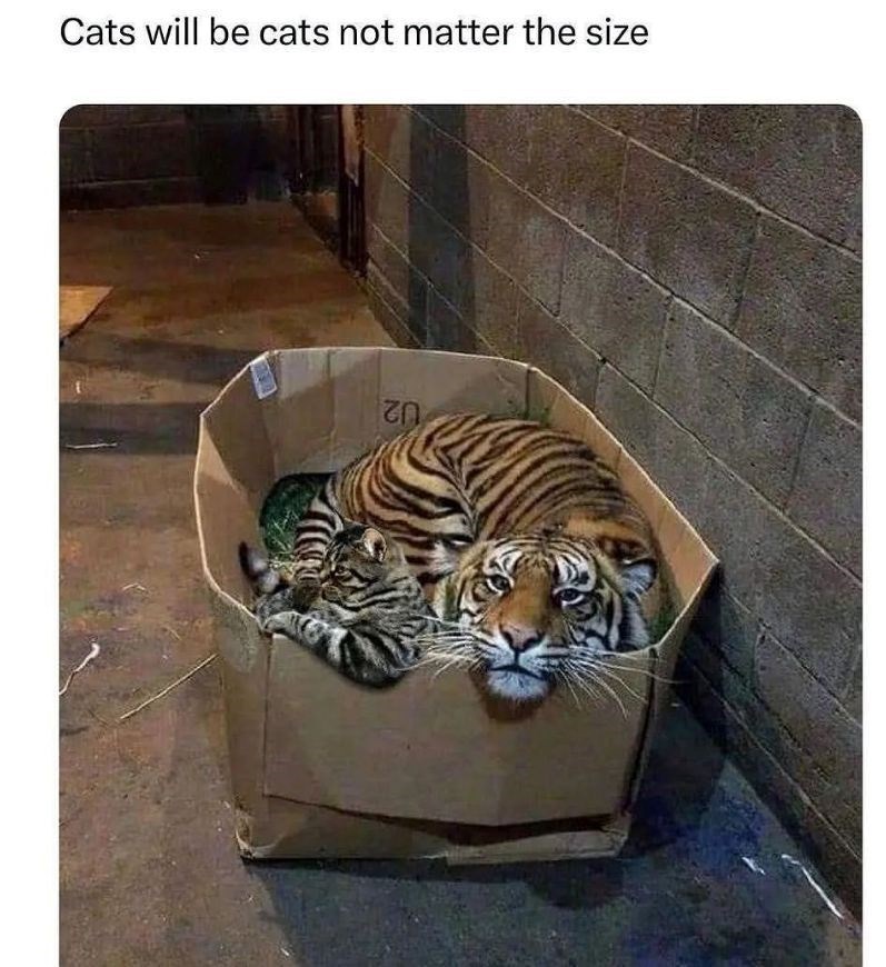 cats-will-be-cats-not-matter-size.jpg