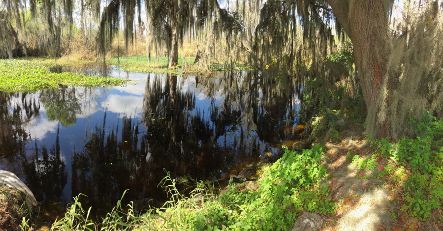 CCBar Reserve 3 swamp.sm.jpg