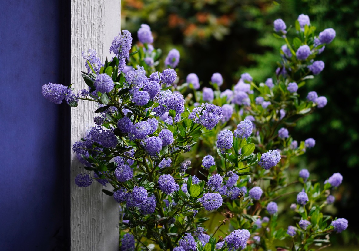 Ceanothus.jpg