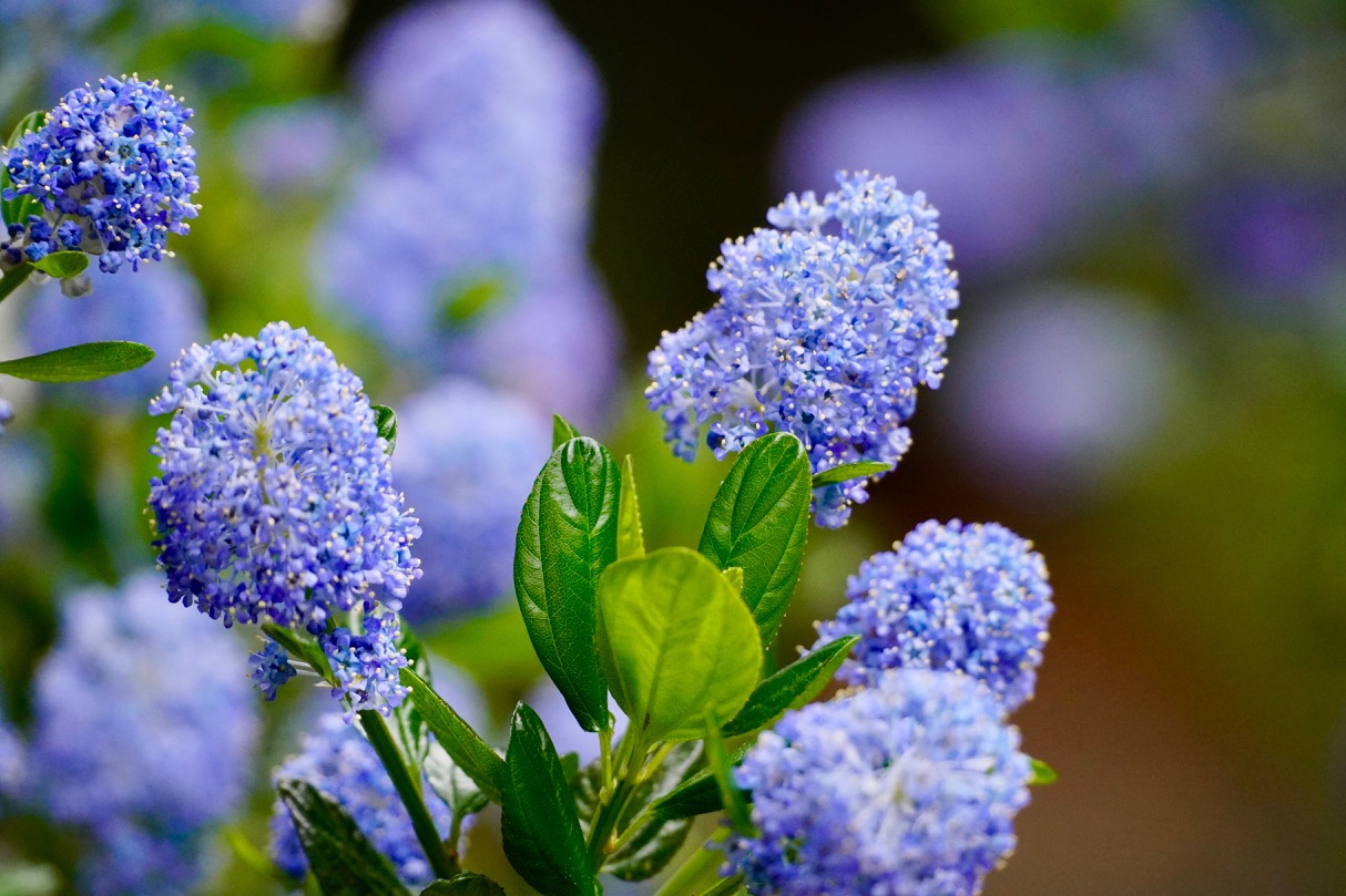 Ceanothus.jpg