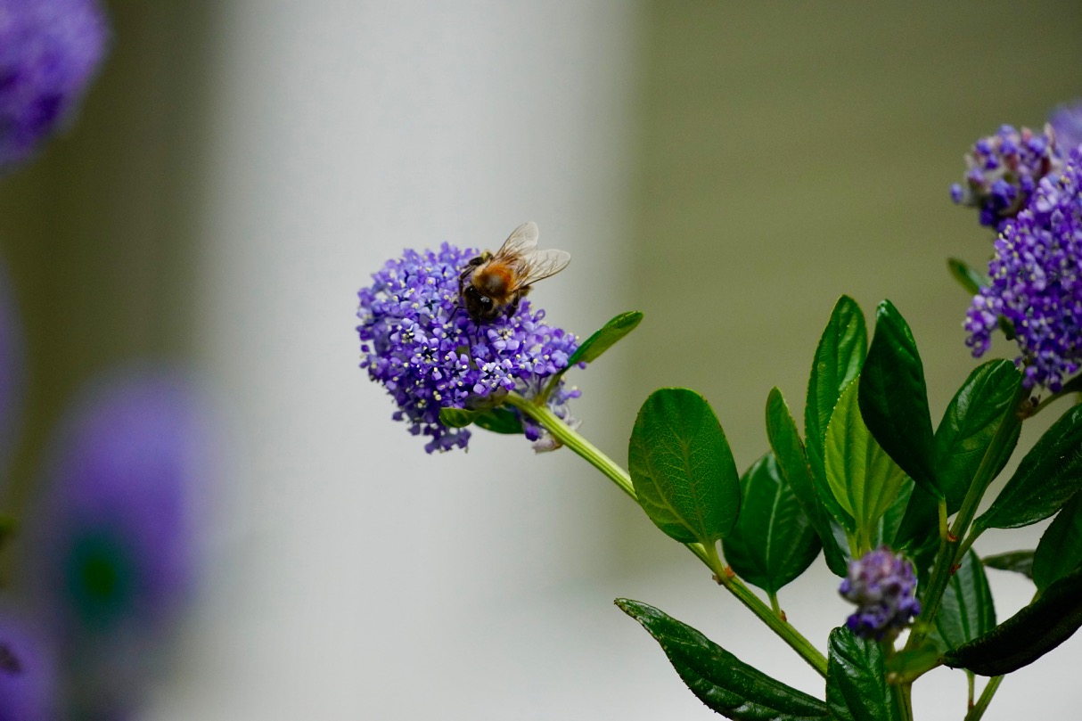 Ceanothus with Bee.jpg