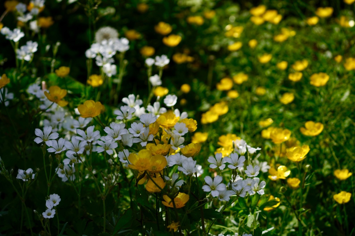 Cerastium +ranunculus.jpg