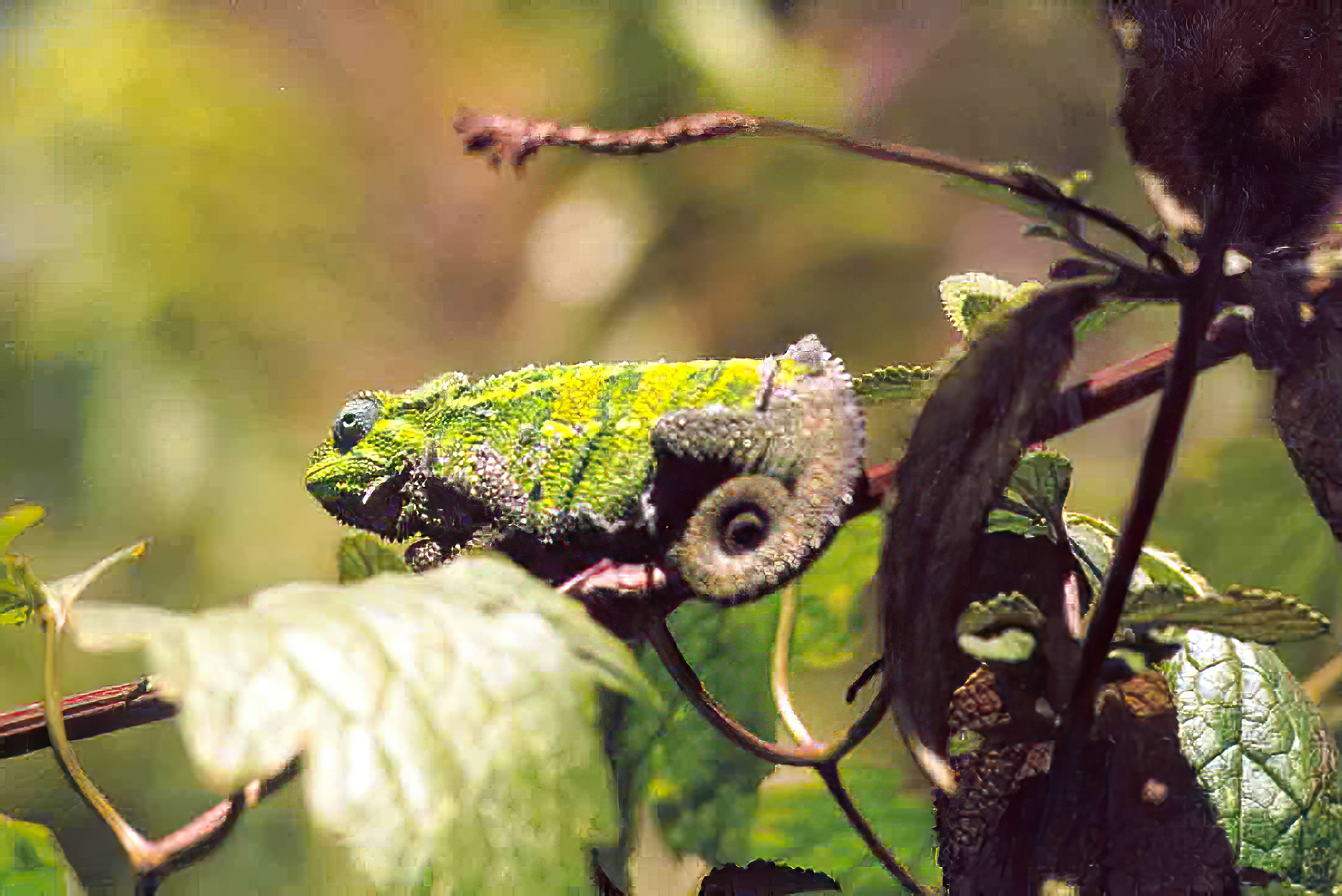 chameleon ngorongoro.jpg