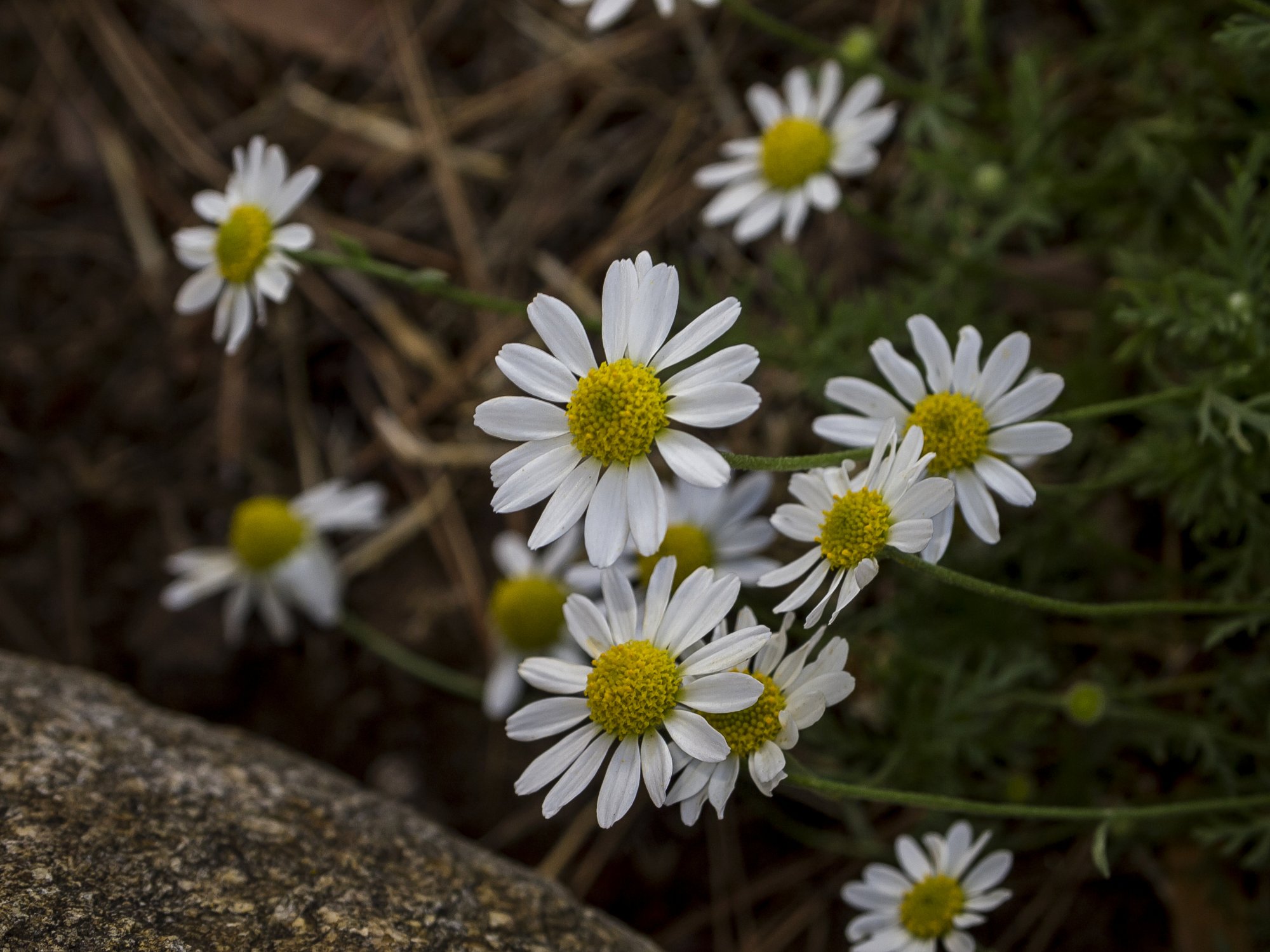 chamomile 2 8.14.22 x.jpg