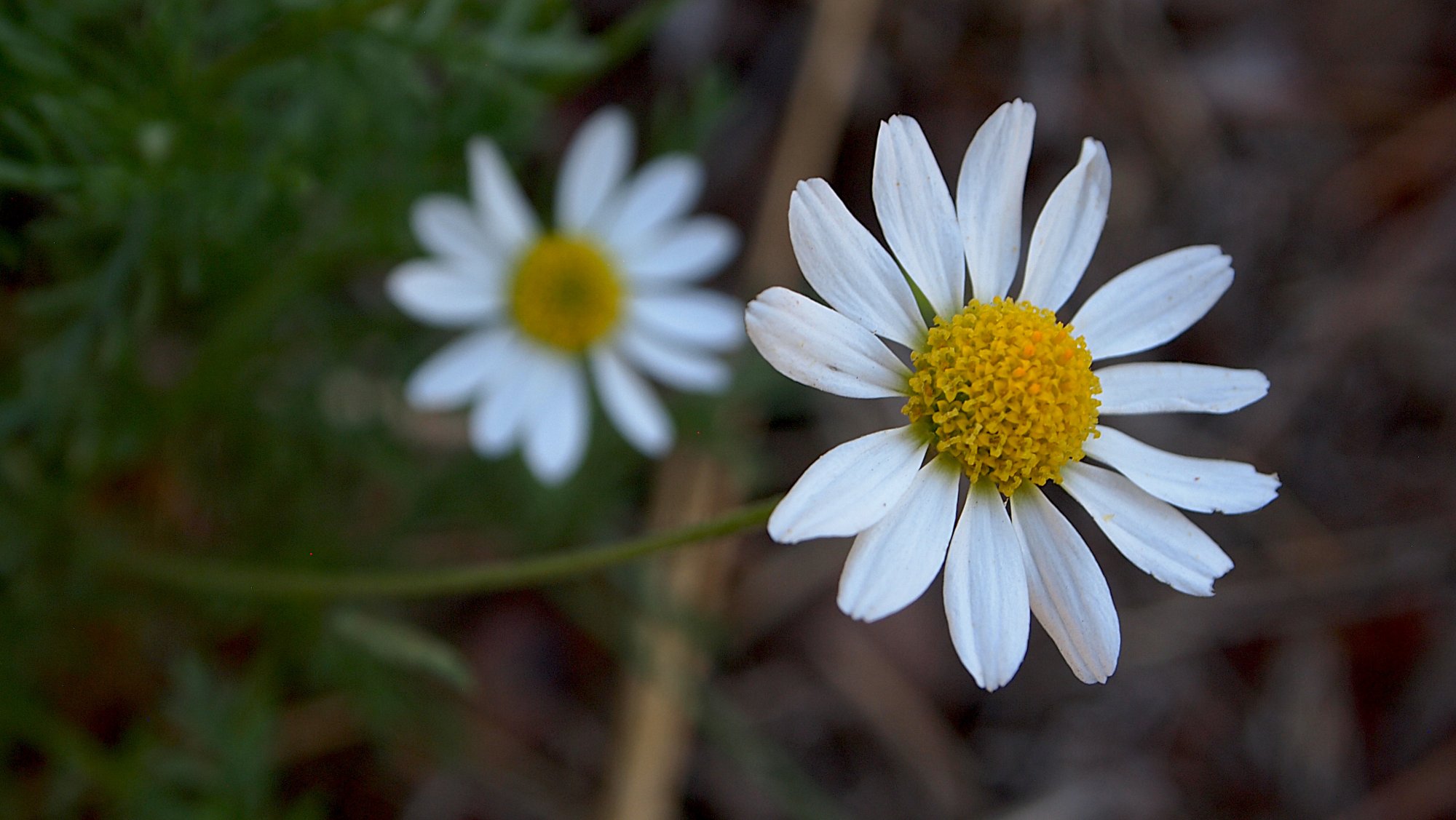 chamomile 5 8.05.22.jpg