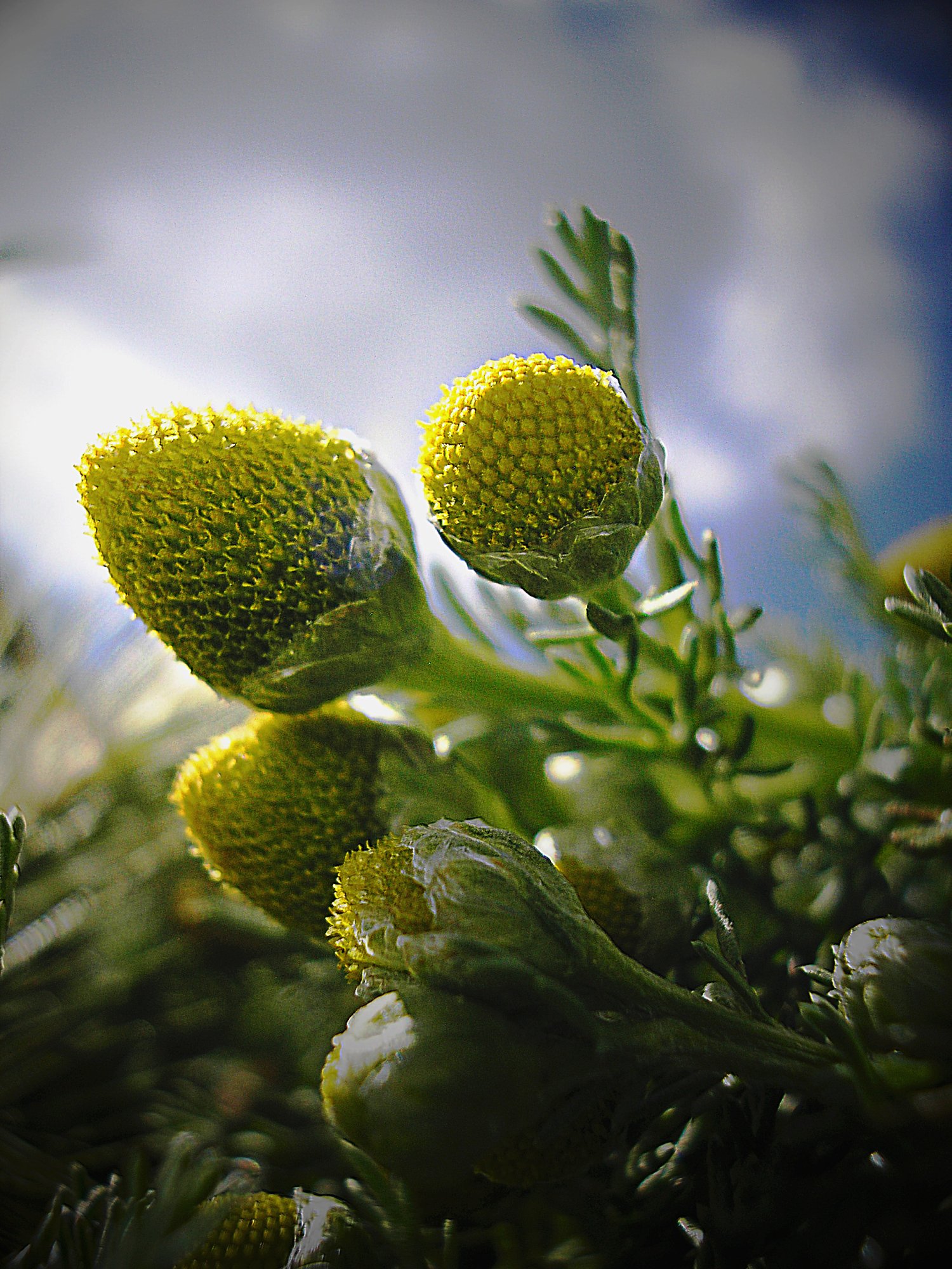 Chamomile sky 1 copy.jpg