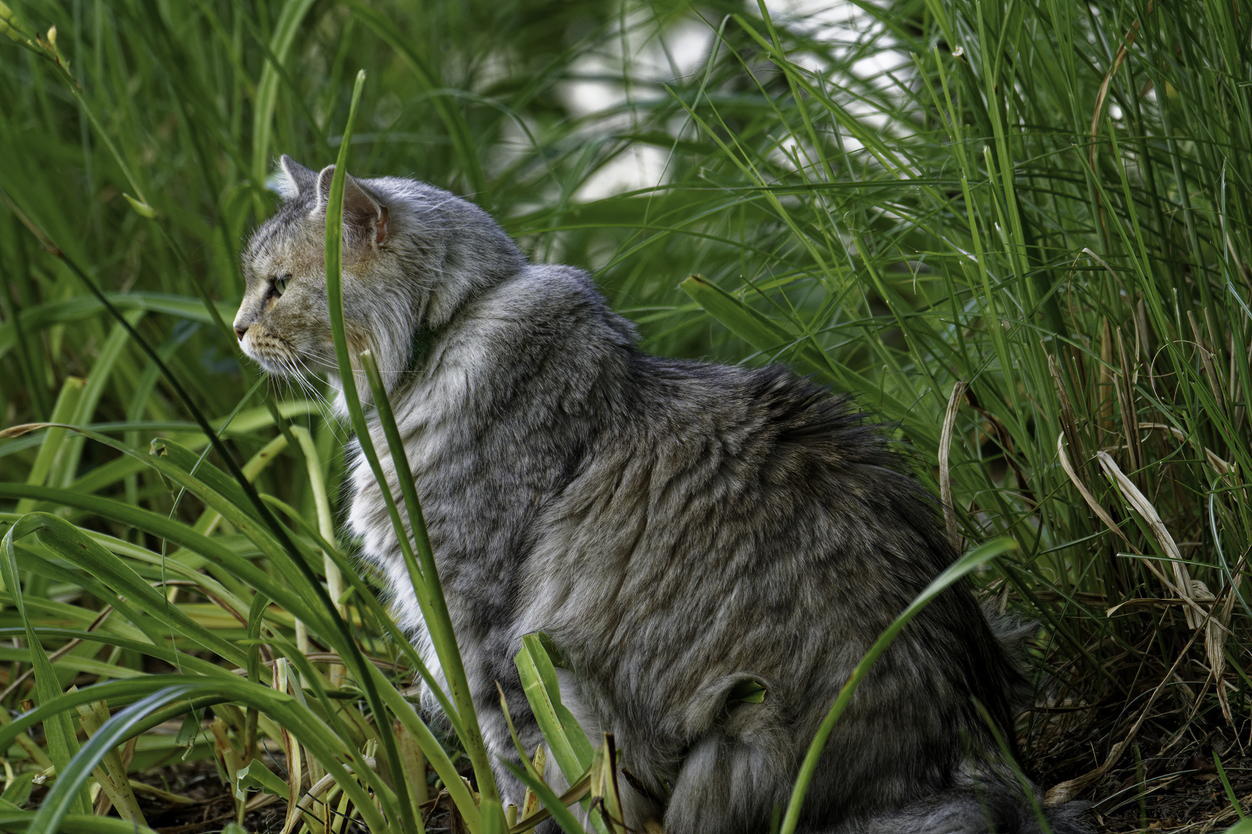 Chaz Enjoying the Bird Chirping and the View.jpg