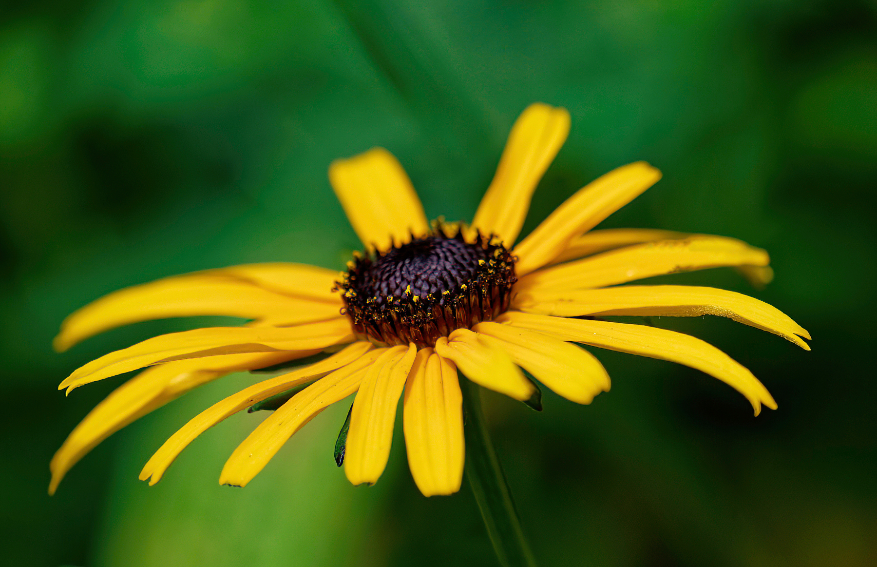 Cheery Black-Eyed Susan.jpeg