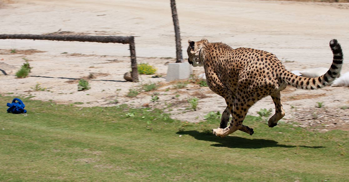 cheetah running.jpg