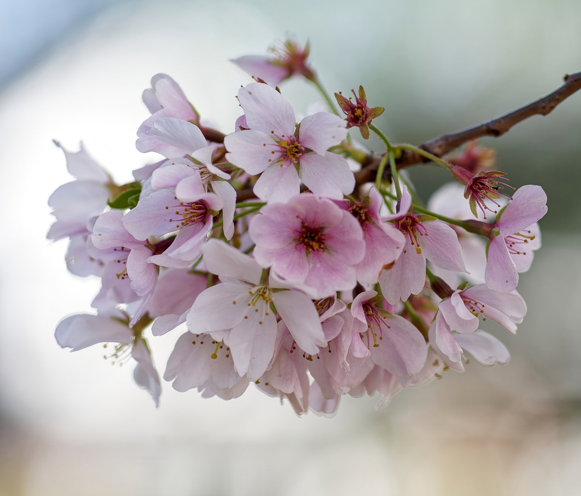 Cherry Blossom Bliss.jpeg