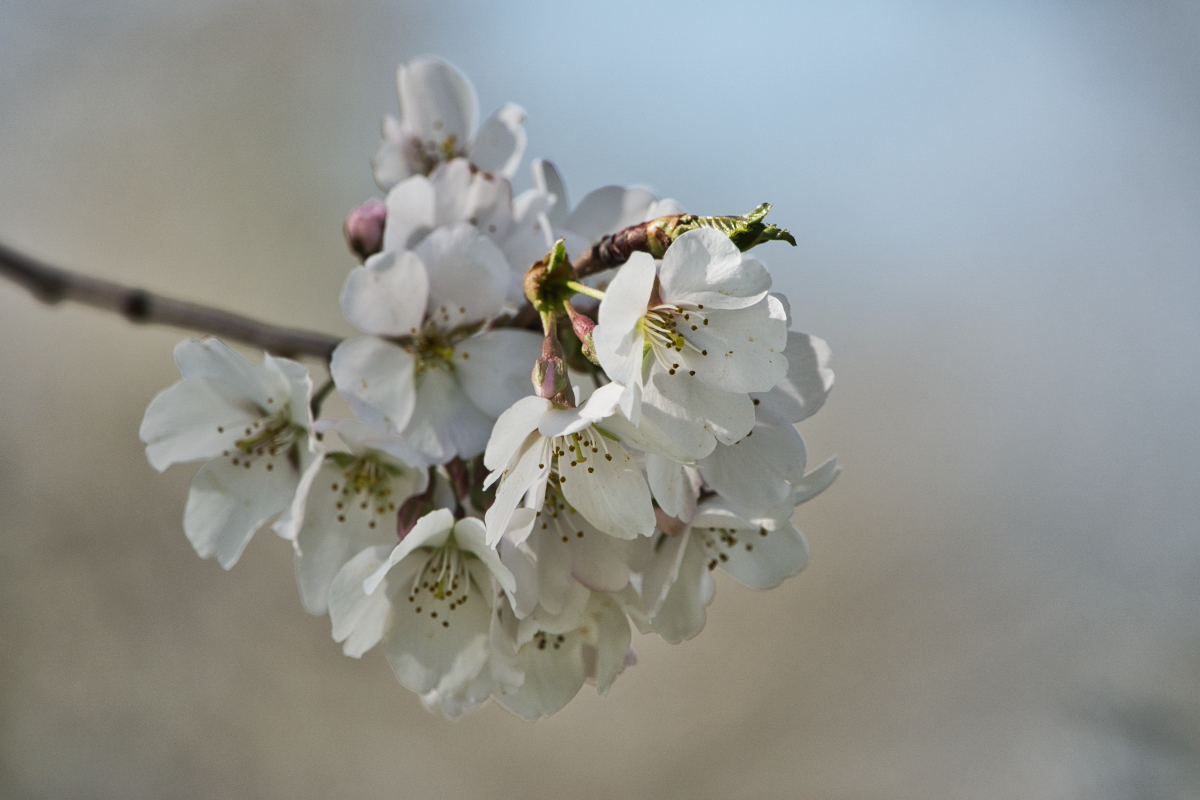 Cherry Blossom Cluster.jpeg